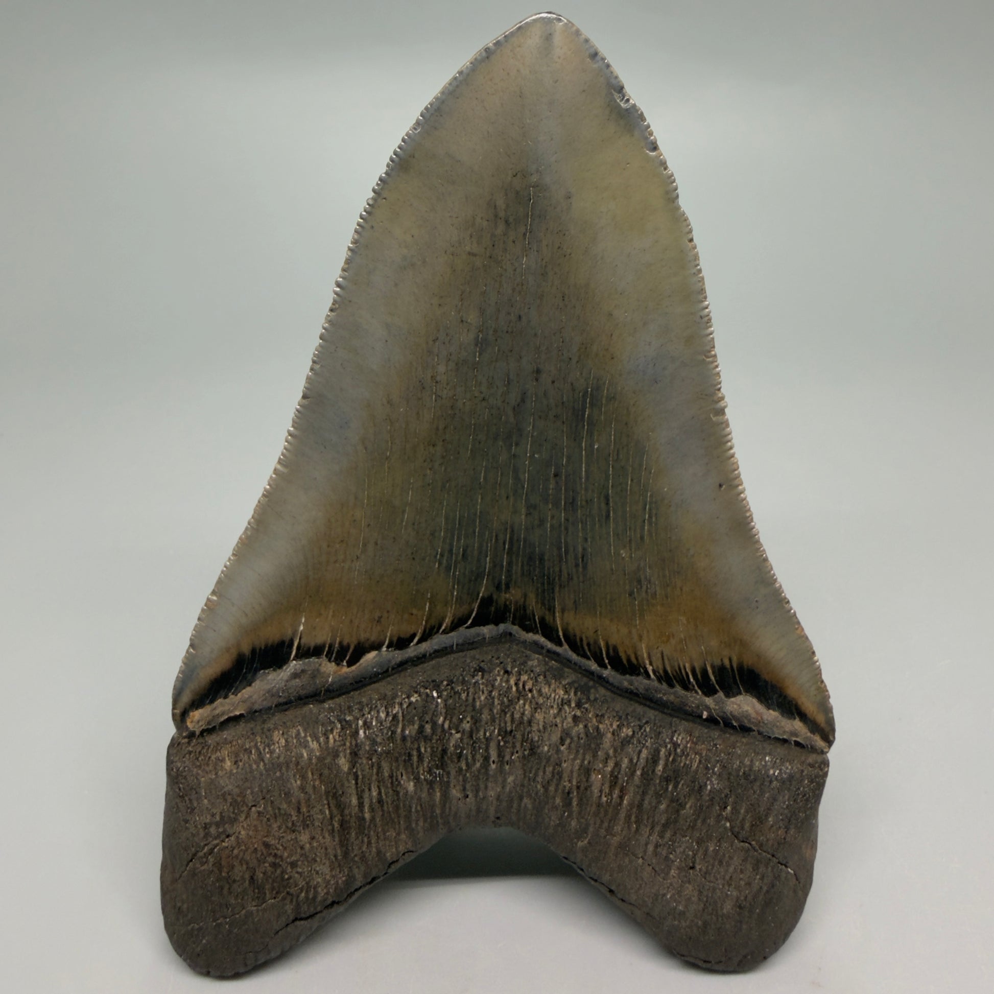 Back View 4.60" Fossil Megalodon Shark Tooth - Georgia - sharply serrated - Collector's Quality CM6271
