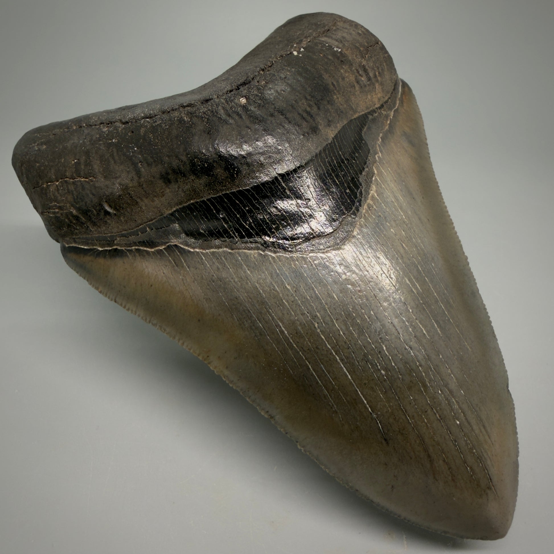 Front Left View 4.60" Fossil Megalodon Shark Tooth - Georgia - sharply serrated - Collector's Quality CM6271