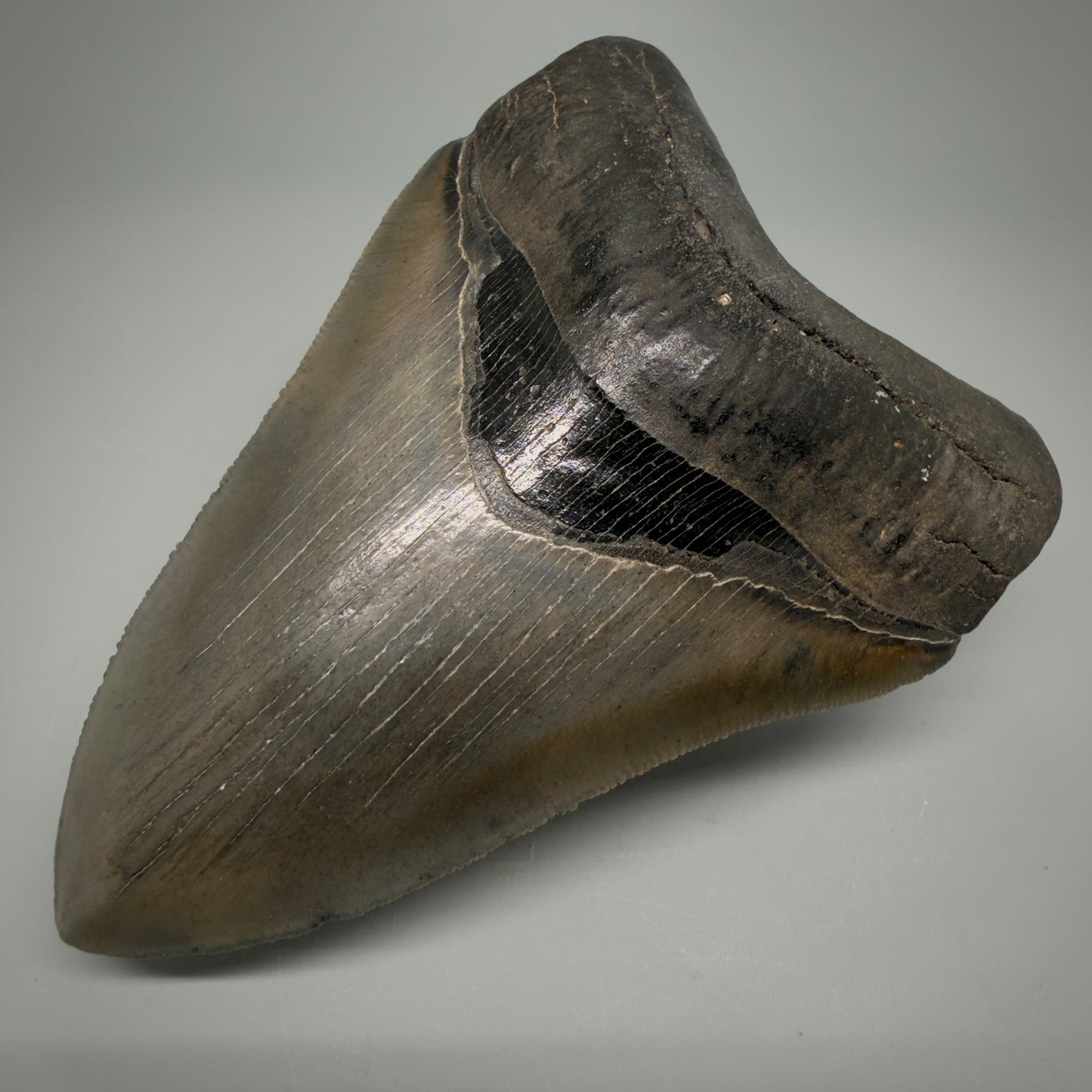 Front Right View 4.60" Fossil Megalodon Shark Tooth - Georgia - sharply serrated - Collector's Quality CM6271