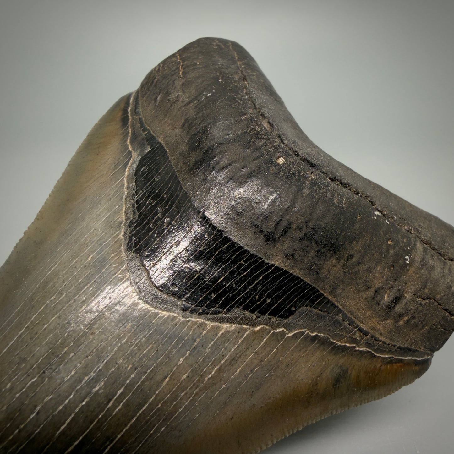 Bourlette detail 4.60" Fossil Megalodon Shark Tooth - Georgia - sharply serrated - Collector's Quality CM6271