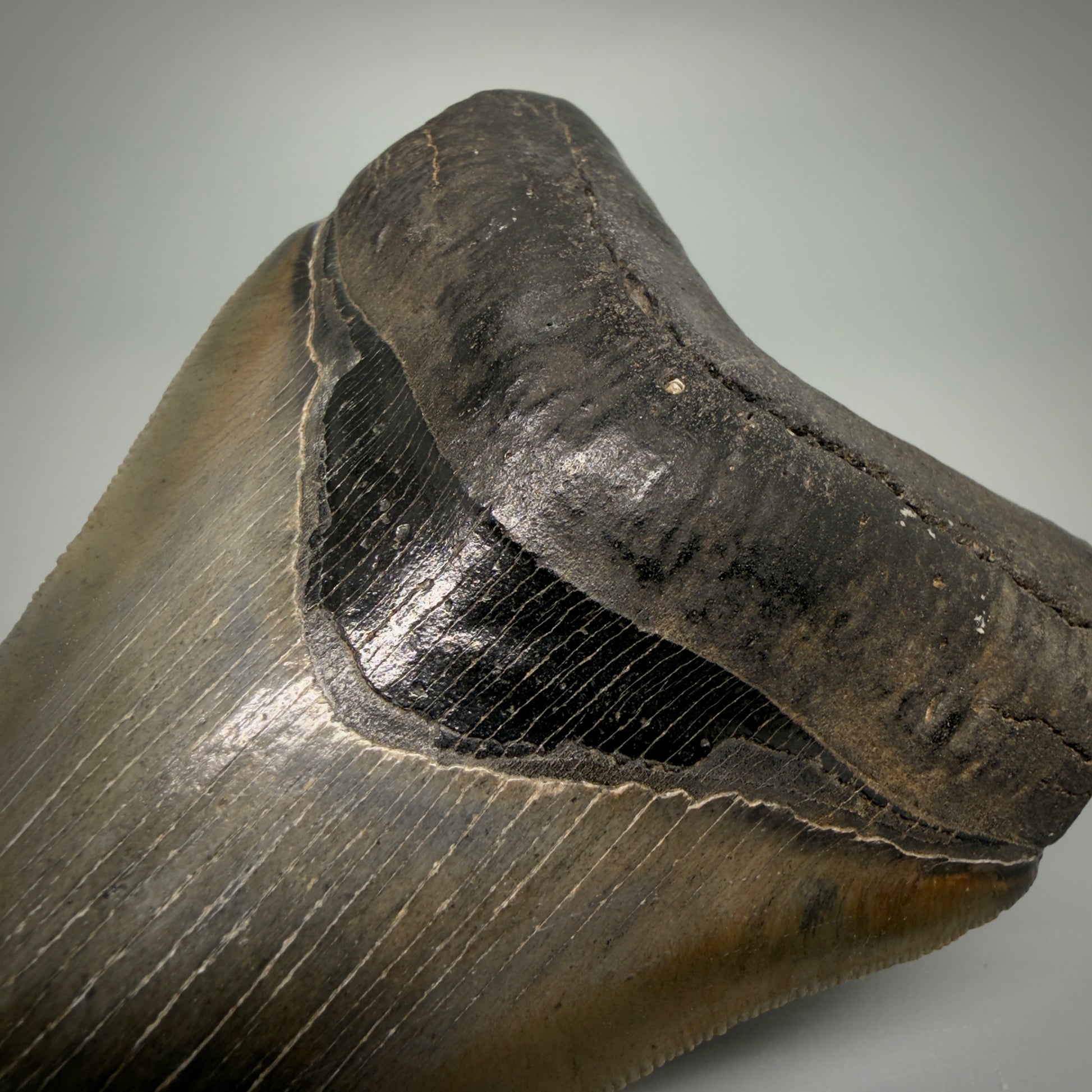Bourlette detail 4.60" Fossil Megalodon Shark Tooth - Georgia - sharply serrated - Collector's Quality CM6271