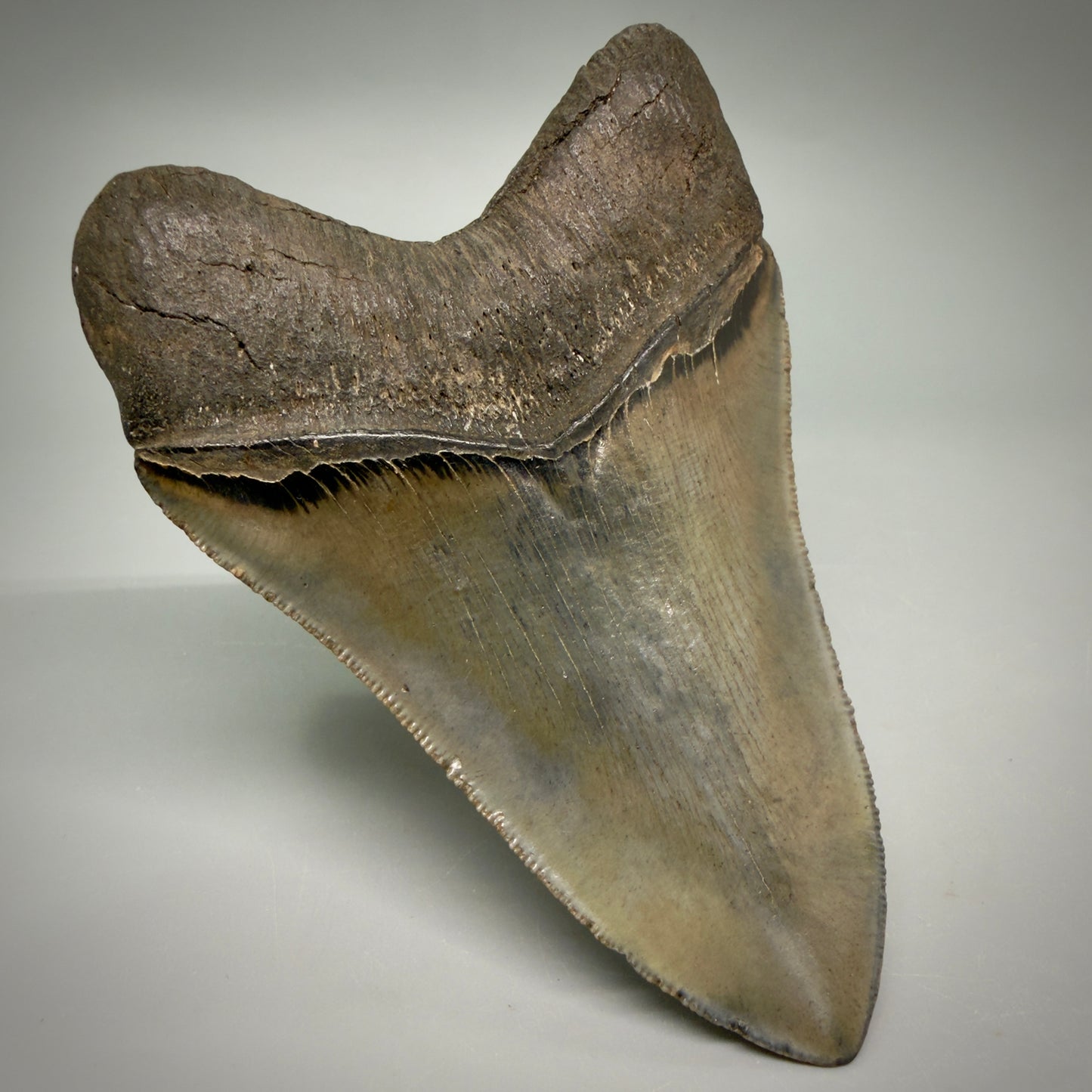 Back Left View 4.60" Fossil Megalodon Shark Tooth - Georgia - sharply serrated - Collector's Quality CM6271