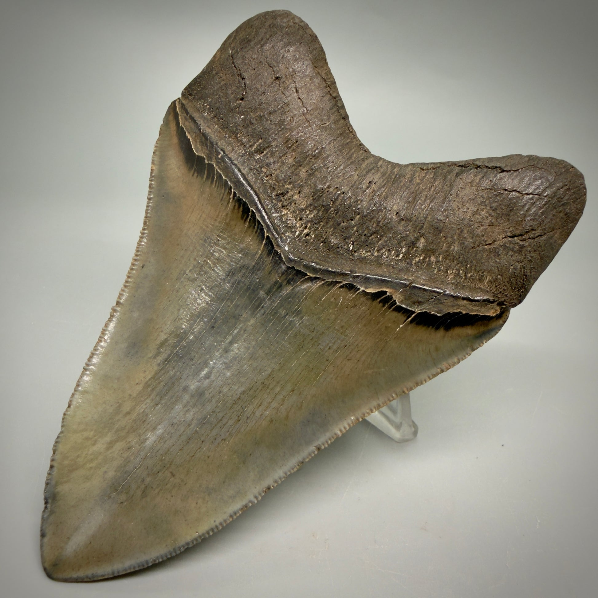 Back Right View 4.60" Fossil Megalodon Shark Tooth - Georgia - sharply serrated - Collector's Quality CM6271
