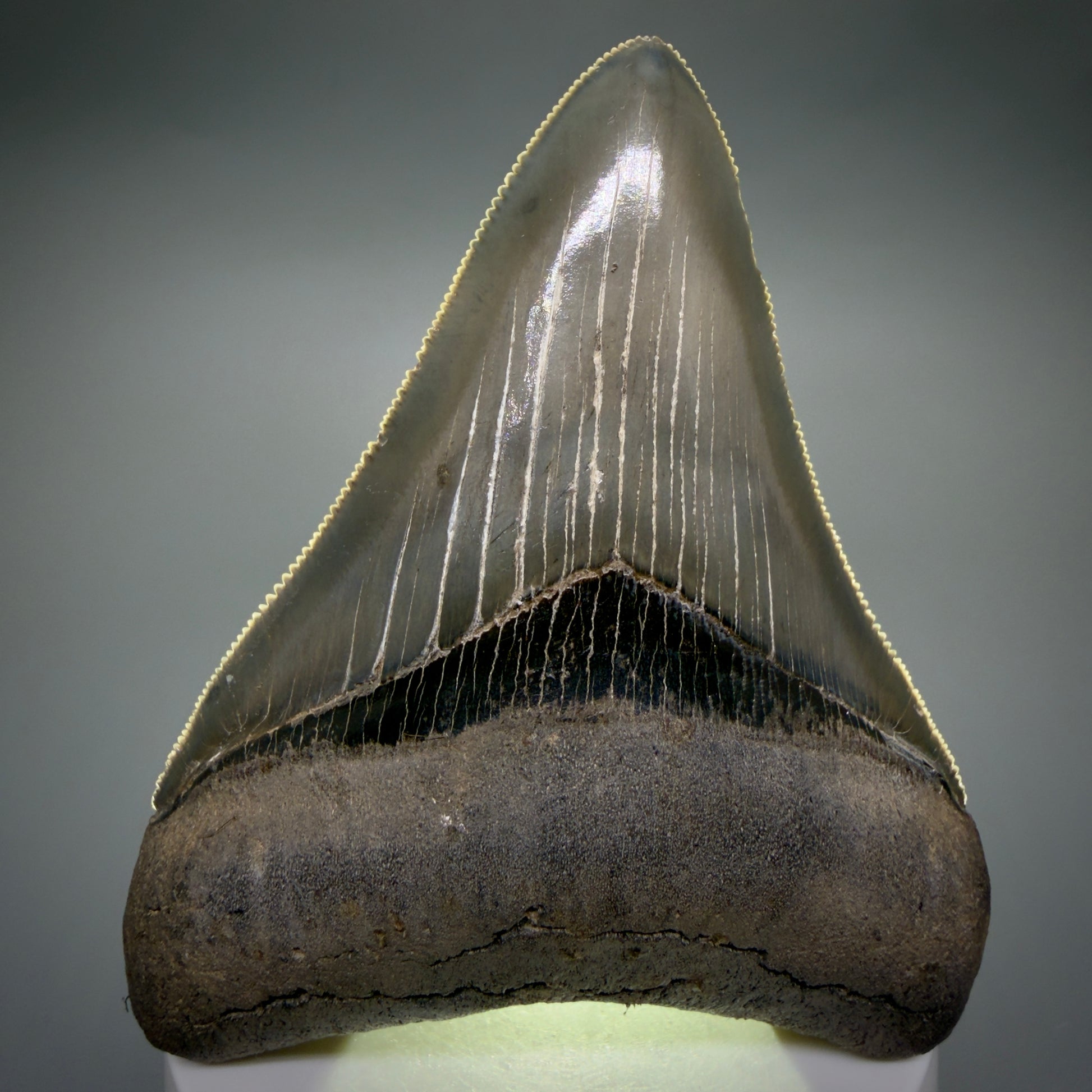Front View 3.54" Fossil Megalodon Shark Tooth - Georgia - sharply serrated - Collector's Quality CM6267 - 3