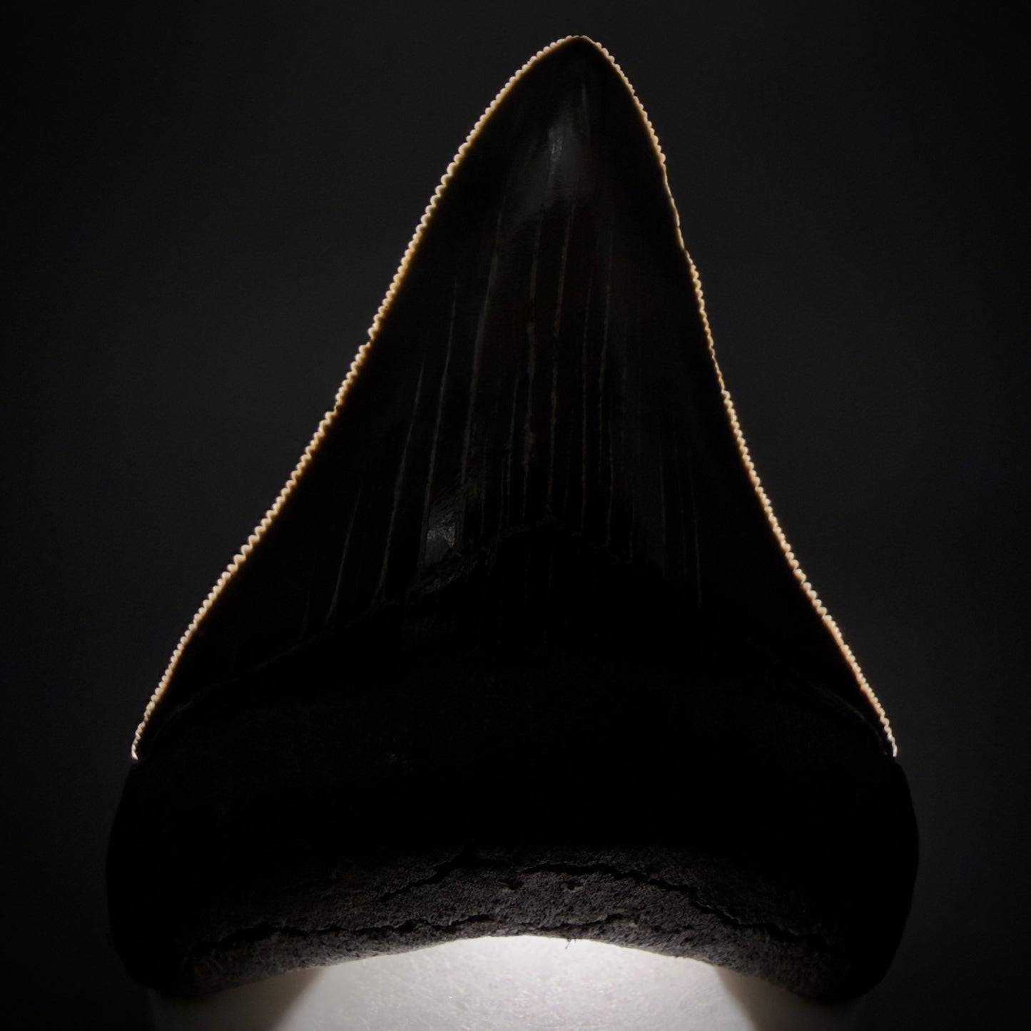 Front View 3.54" Fossil Megalodon Shark Tooth - Georgia - sharply serrated - Collector's Quality CM6267 - 2