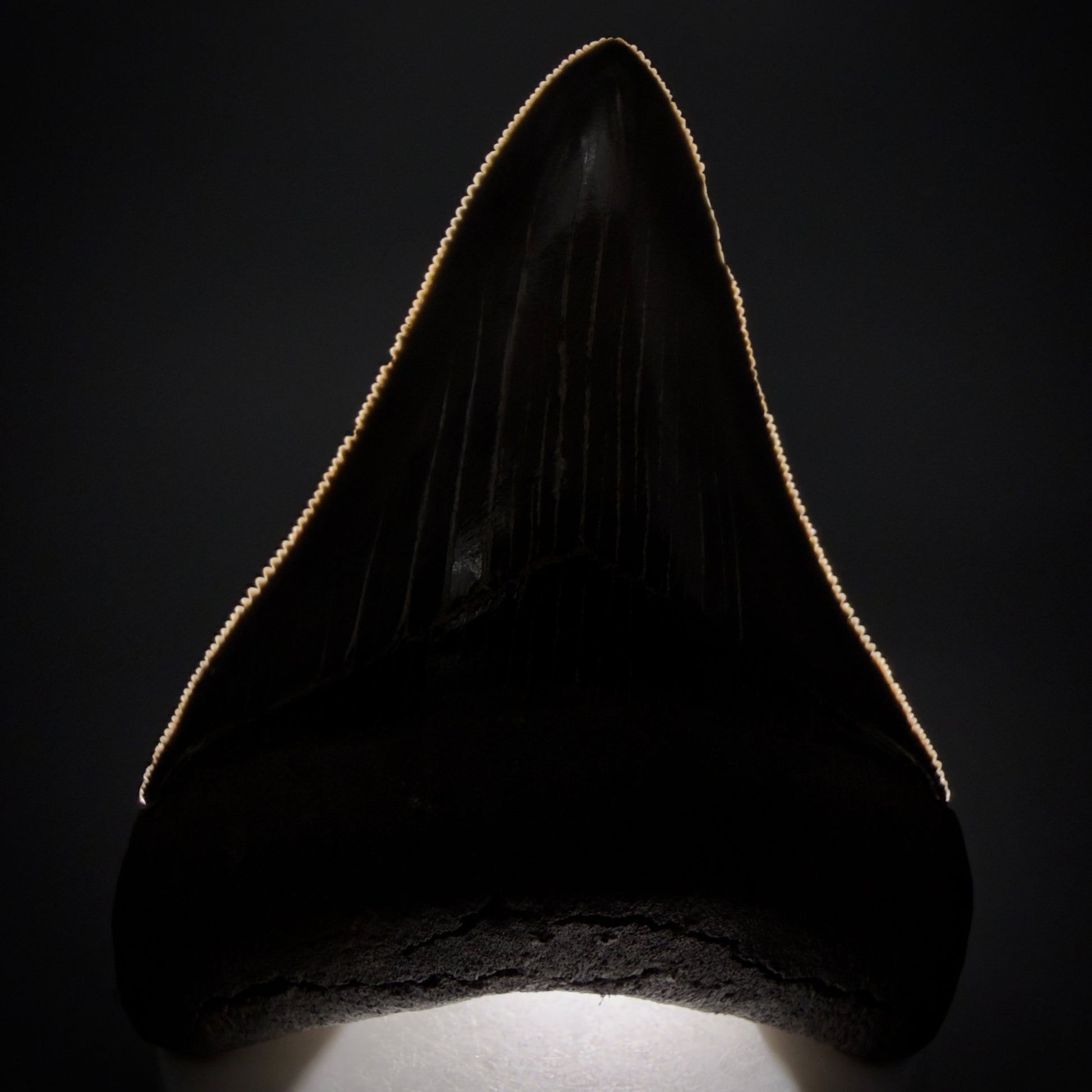 Front View 3.54" Fossil Megalodon Shark Tooth - Georgia - sharply serrated - Collector's Quality CM6267 - 2