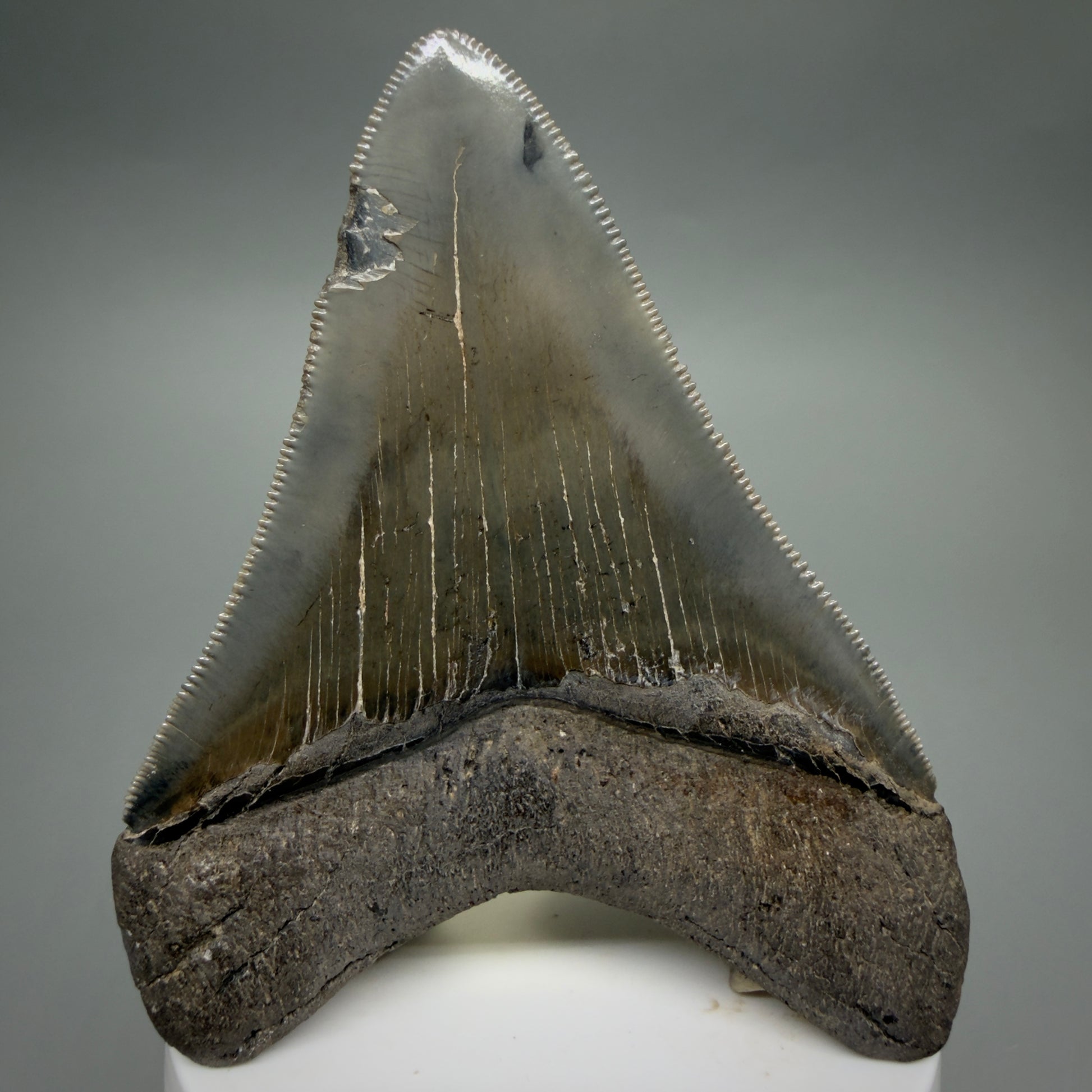 Back View 3.54" Fossil Megalodon Shark Tooth - Georgia - sharply serrated - Collector's Quality CM6267