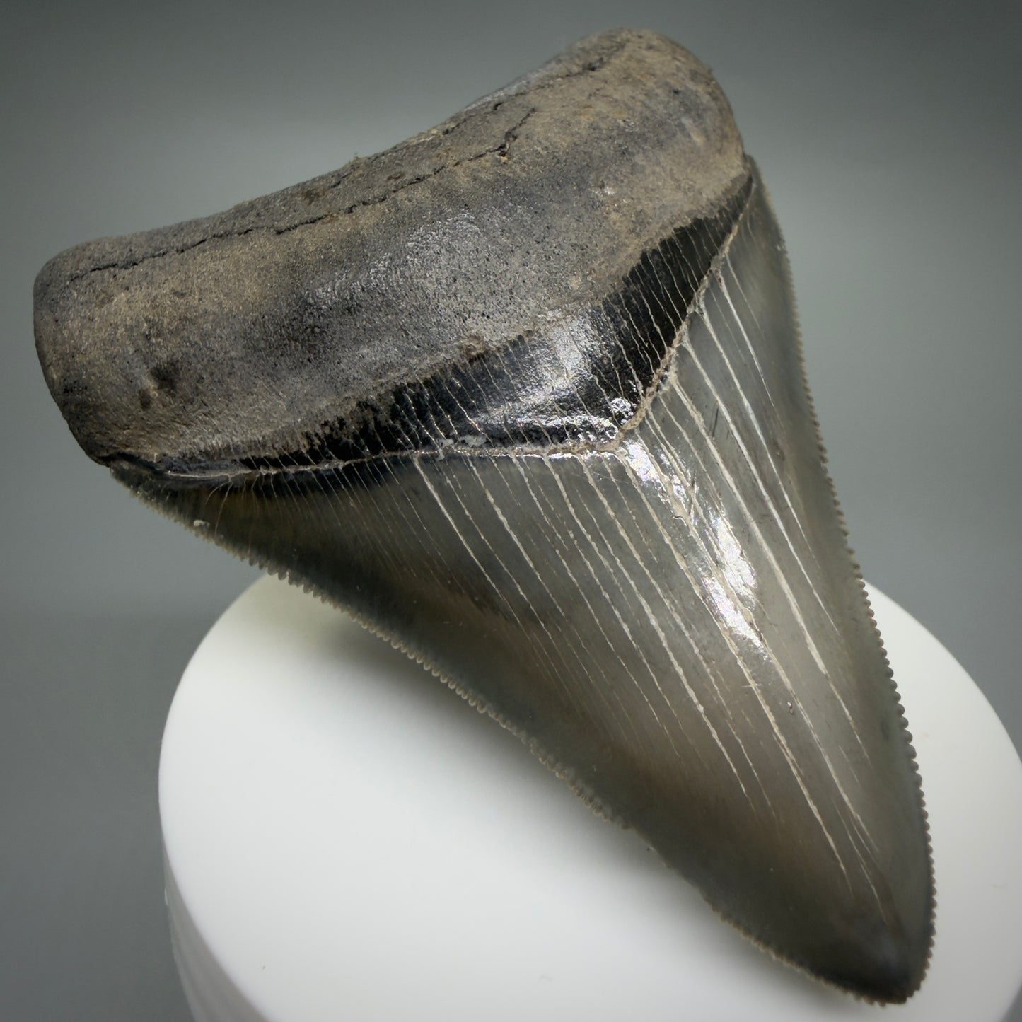 Front Left View 3.54" Fossil Megalodon Shark Tooth - Georgia - sharply serrated - Collector's Quality CM6267