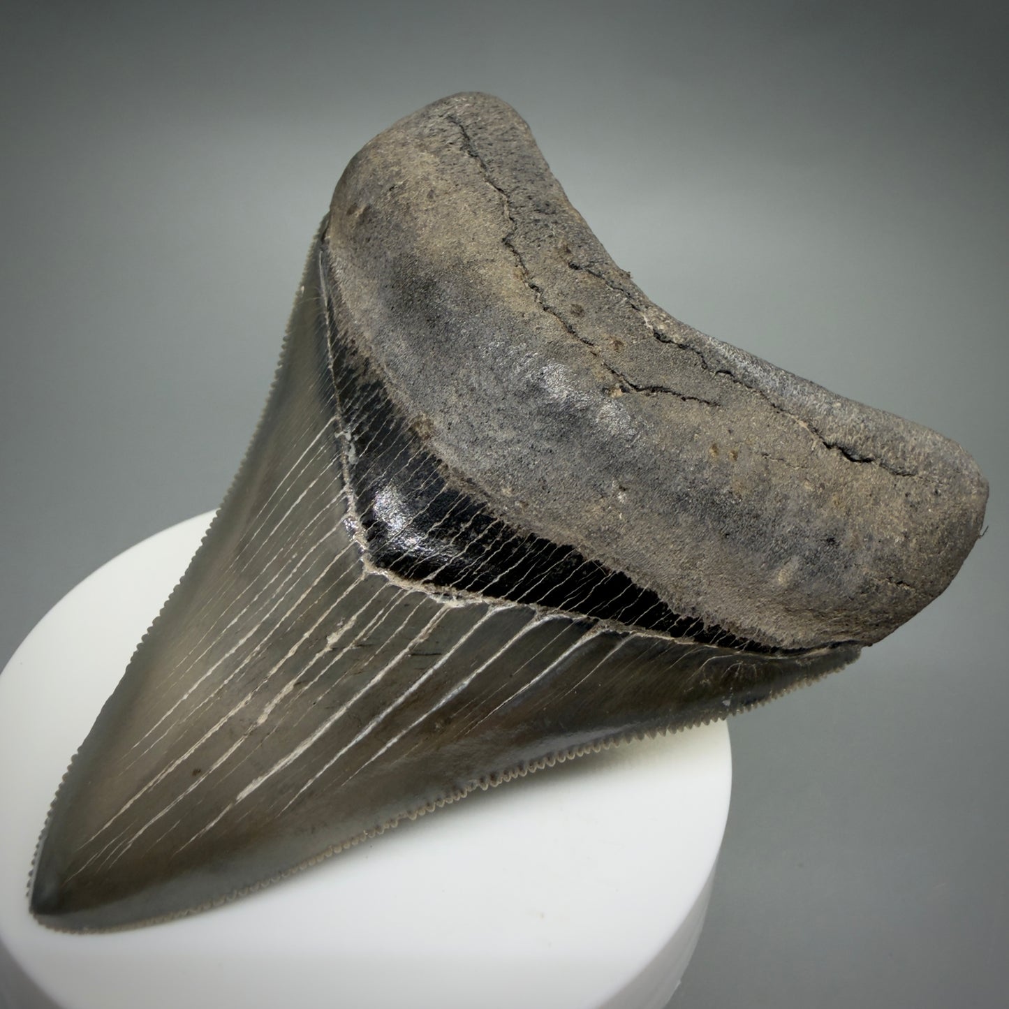 Front Right View 3.54" Fossil Megalodon Shark Tooth - Georgia - sharply serrated - Collector's Quality CM6267