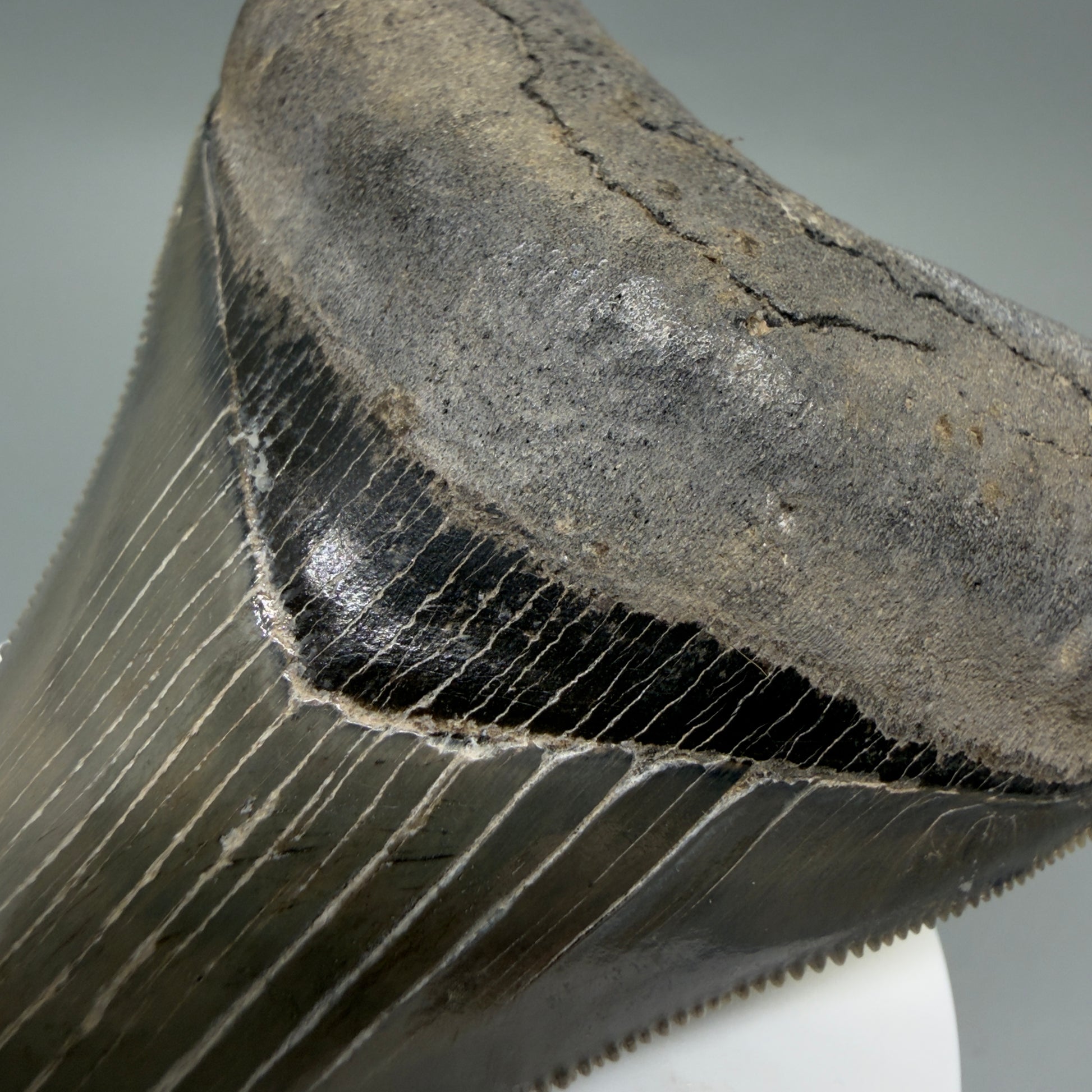 Bourlette detail 3.54" Fossil Megalodon Shark Tooth - Georgia - sharply serrated - Collector's Quality CM6267