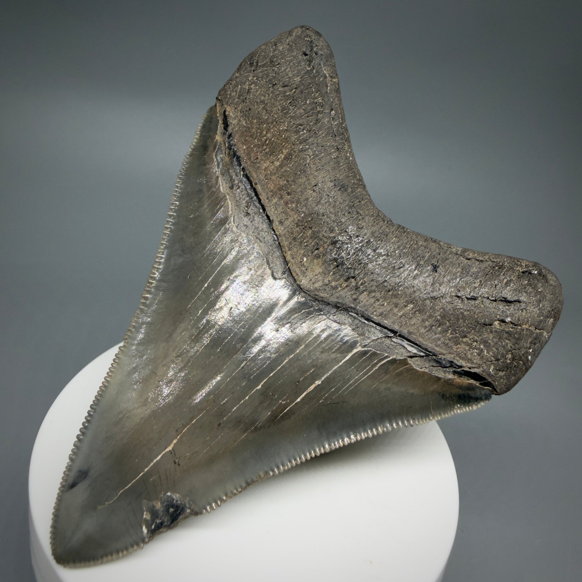 Back Right View 3.54" Fossil Megalodon Shark Tooth - Georgia - sharply serrated - Collector's Quality CM6267