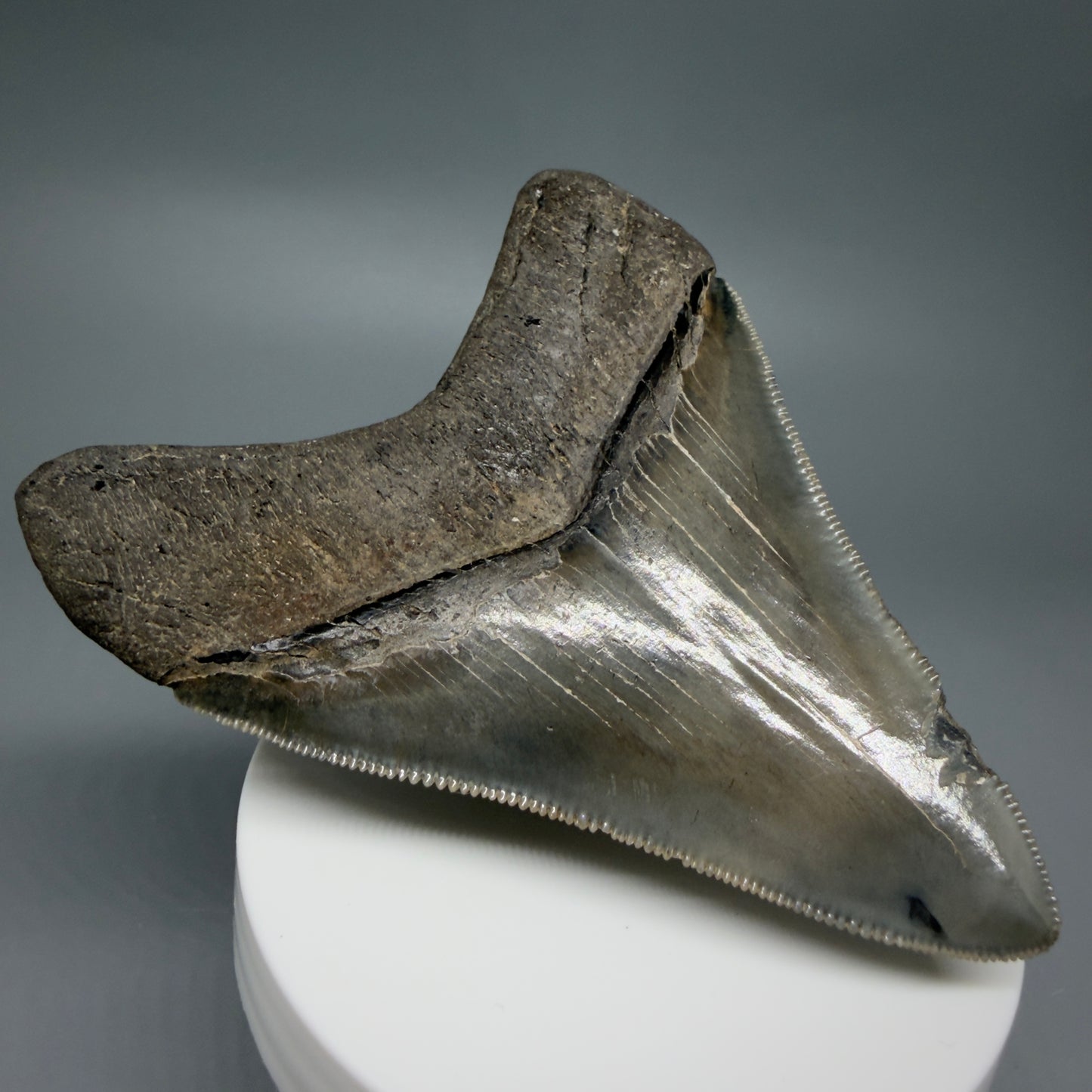 Back Left View 3.54" Fossil Megalodon Shark Tooth - Georgia - sharply serrated - Collector's Quality CM6267