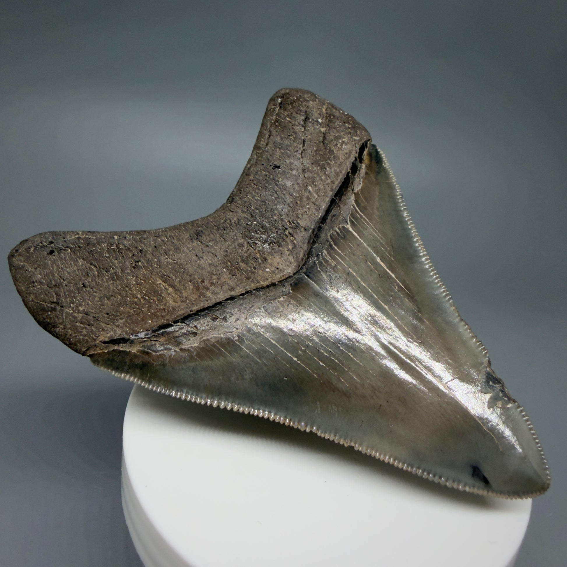 Back Left View 3.54" Fossil Megalodon Shark Tooth - Georgia - sharply serrated - Collector's Quality CM6267