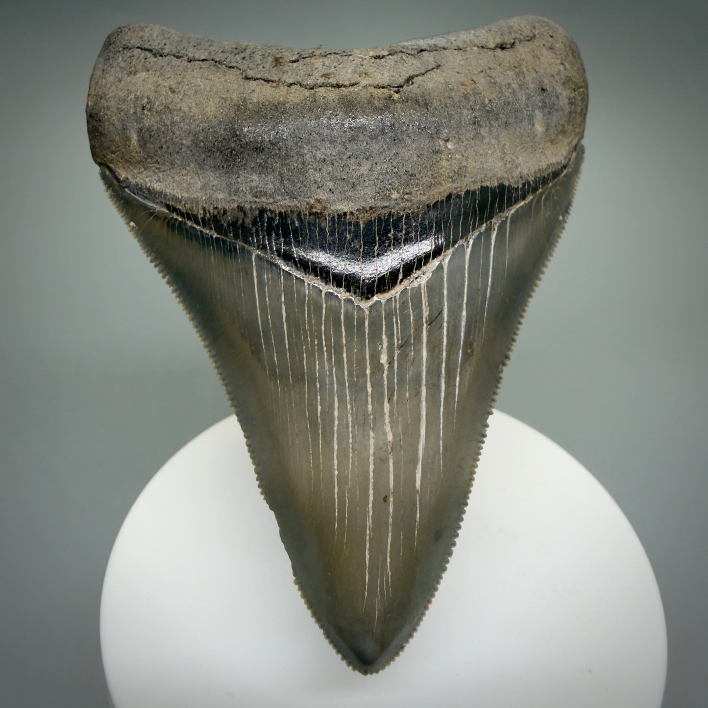 Front View 3.54" Fossil Megalodon Shark Tooth - Georgia - sharply serrated - Collector's Quality CM6267 - 1