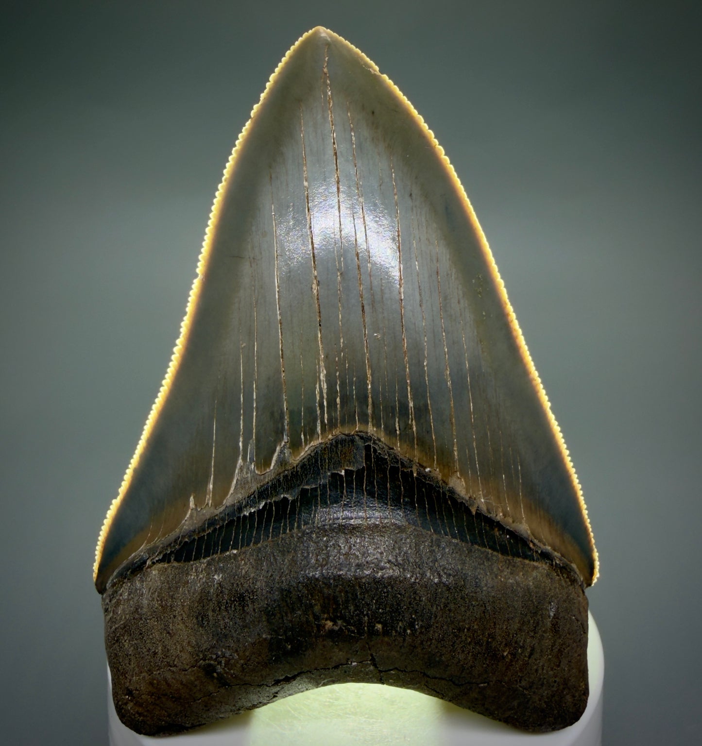 Front View 3.42" Fossil Megalodon Shark Tooth - Georgia - sharply serrated - Collector's Quality CM6266 - 2