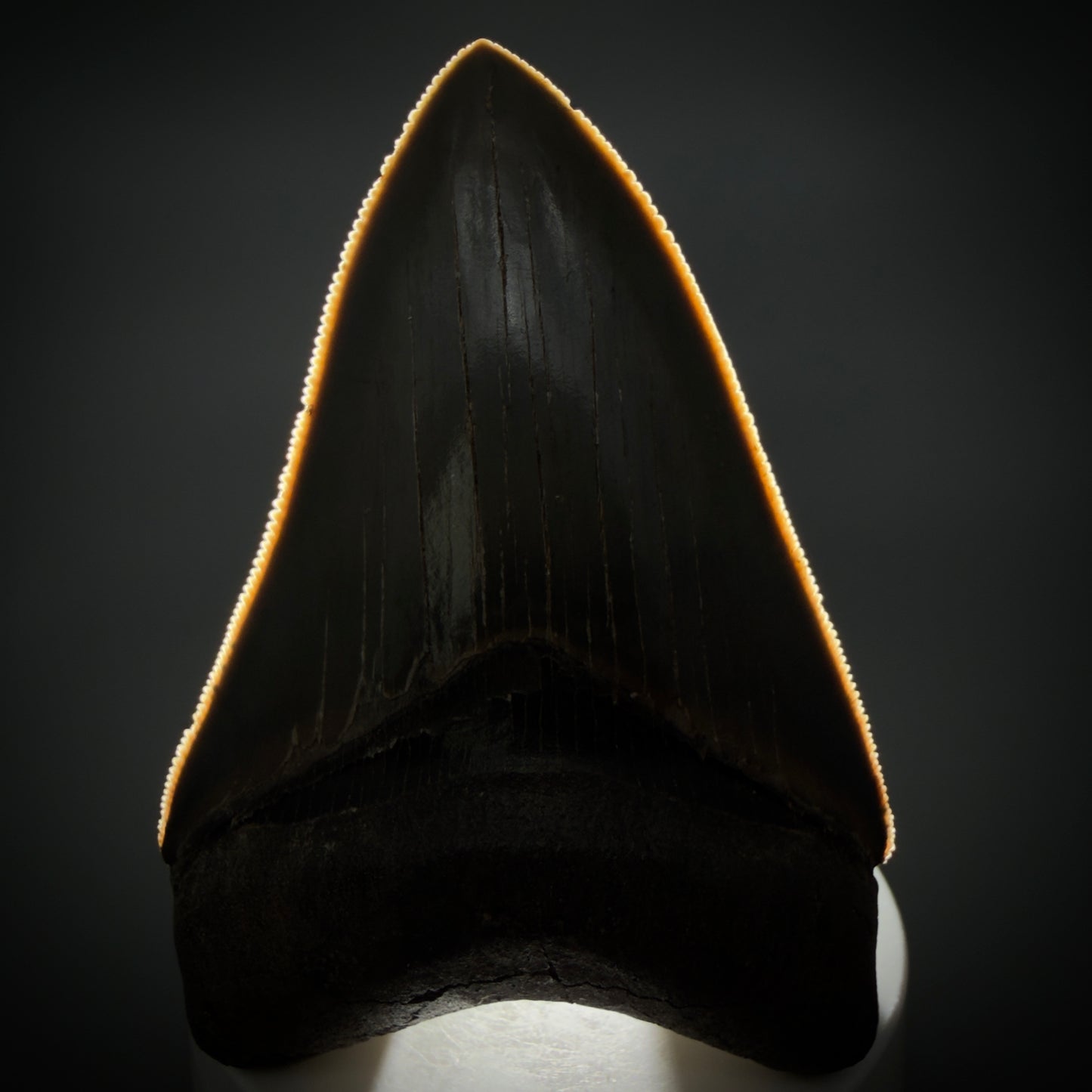 Front View 3.42" Fossil Megalodon Shark Tooth - Georgia - sharply serrated - Collector's Quality CM6266 - 1