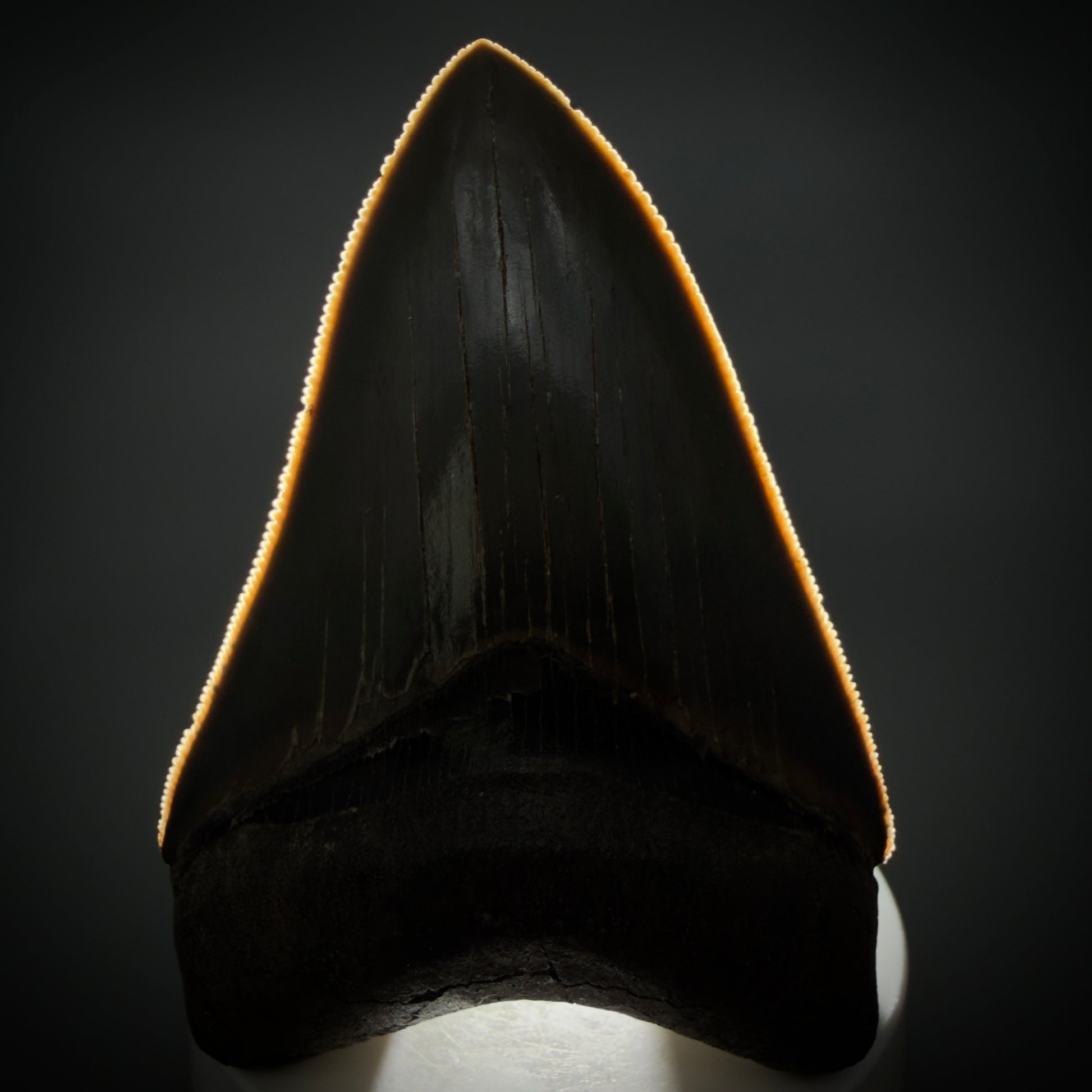 Front View 3.42" Fossil Megalodon Shark Tooth - Georgia - sharply serrated - Collector's Quality CM6266 - 1