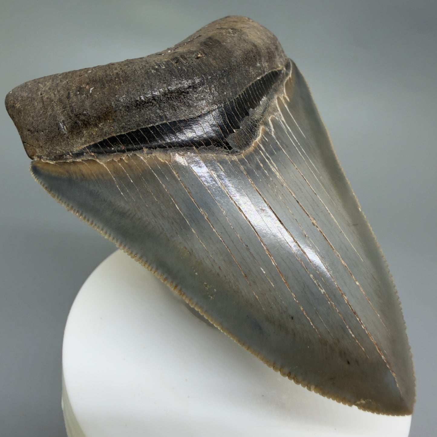 Front Left View 3.42" Fossil Megalodon Shark Tooth - Georgia - sharply serrated - Collector's Quality CM6266