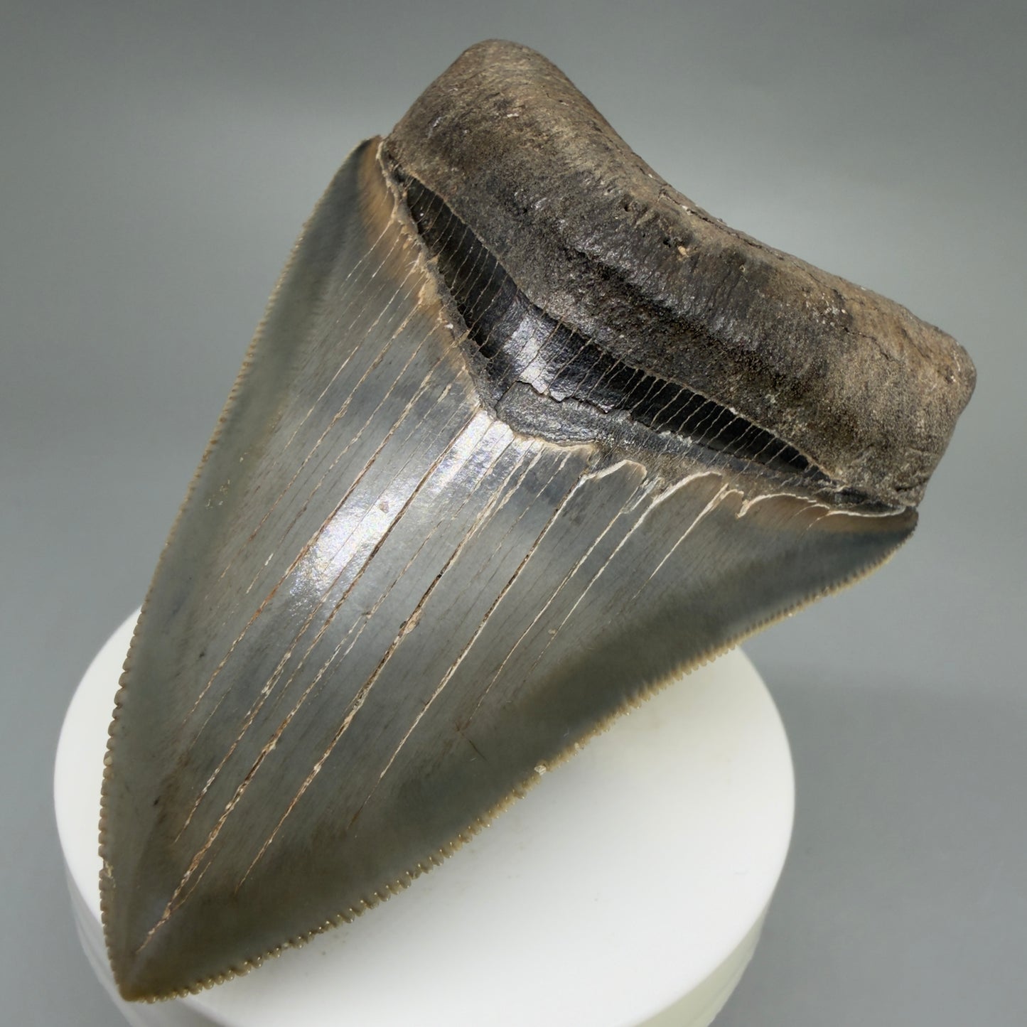Front Right View 3.42" Fossil Megalodon Shark Tooth - Georgia - sharply serrated - Collector's Quality CM6266