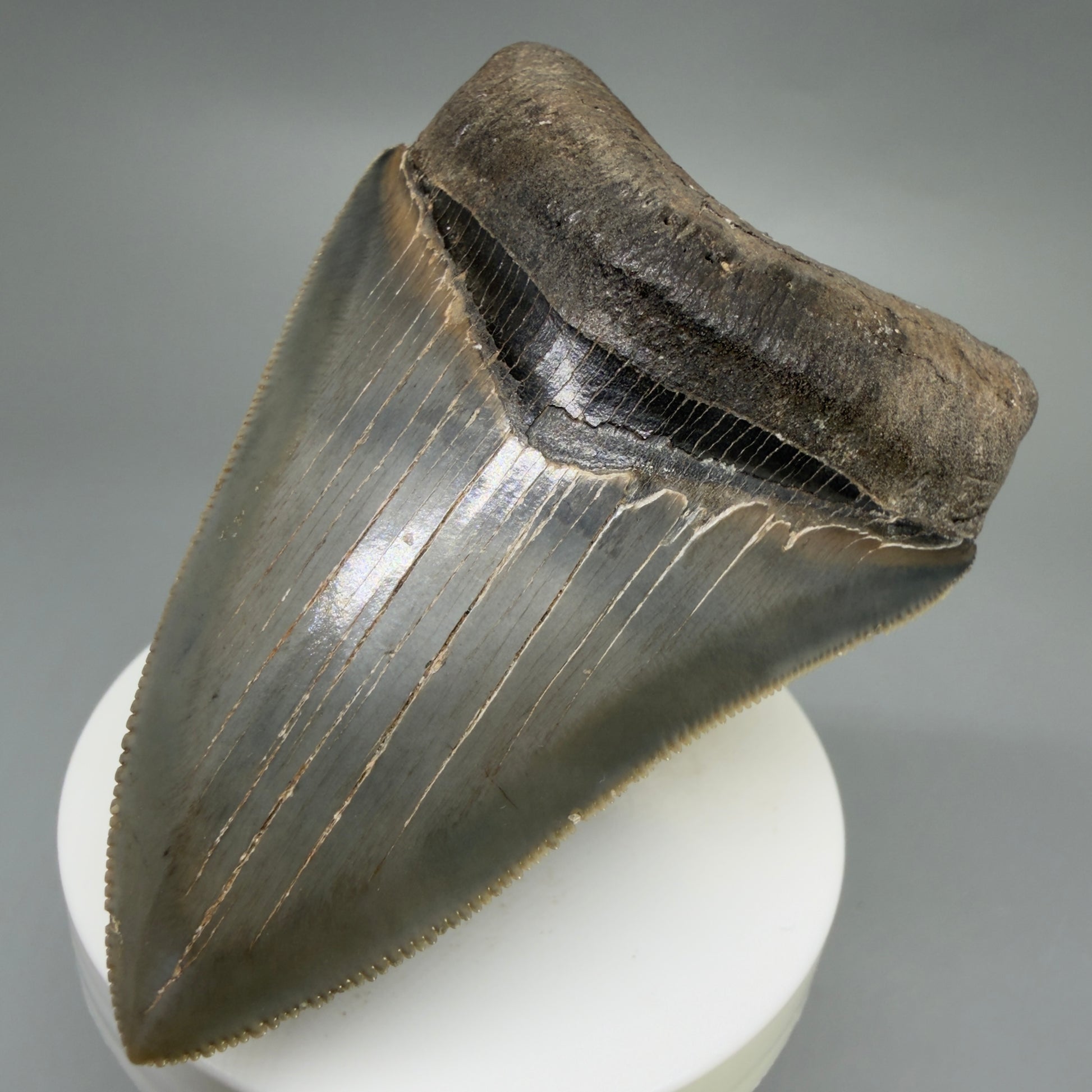 Front Right View 3.42" Fossil Megalodon Shark Tooth - Georgia - sharply serrated - Collector's Quality CM6266
