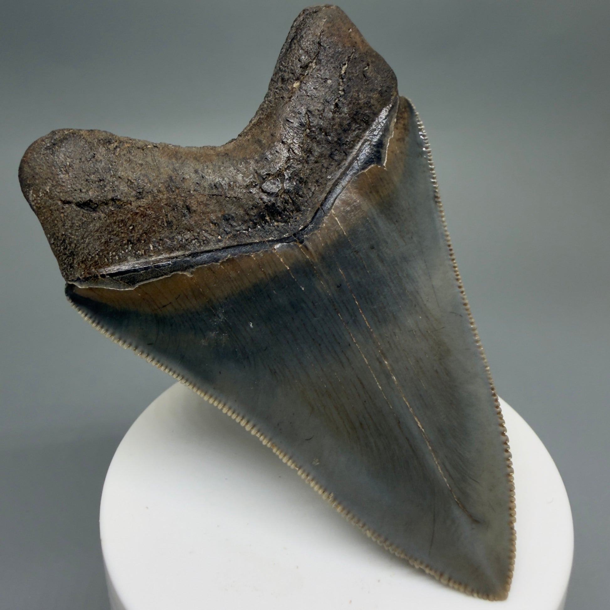 Back Left View 3.42" Fossil Megalodon Shark Tooth - Georgia - sharply serrated - Collector's Quality CM6266