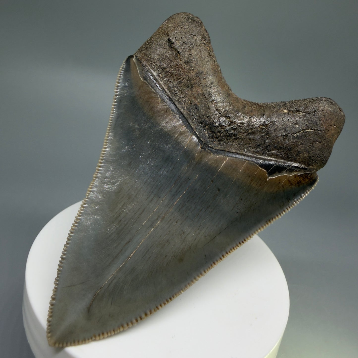 Back Right View 3.42" Fossil Megalodon Shark Tooth - Georgia - sharply serrated - Collector's Quality CM6266