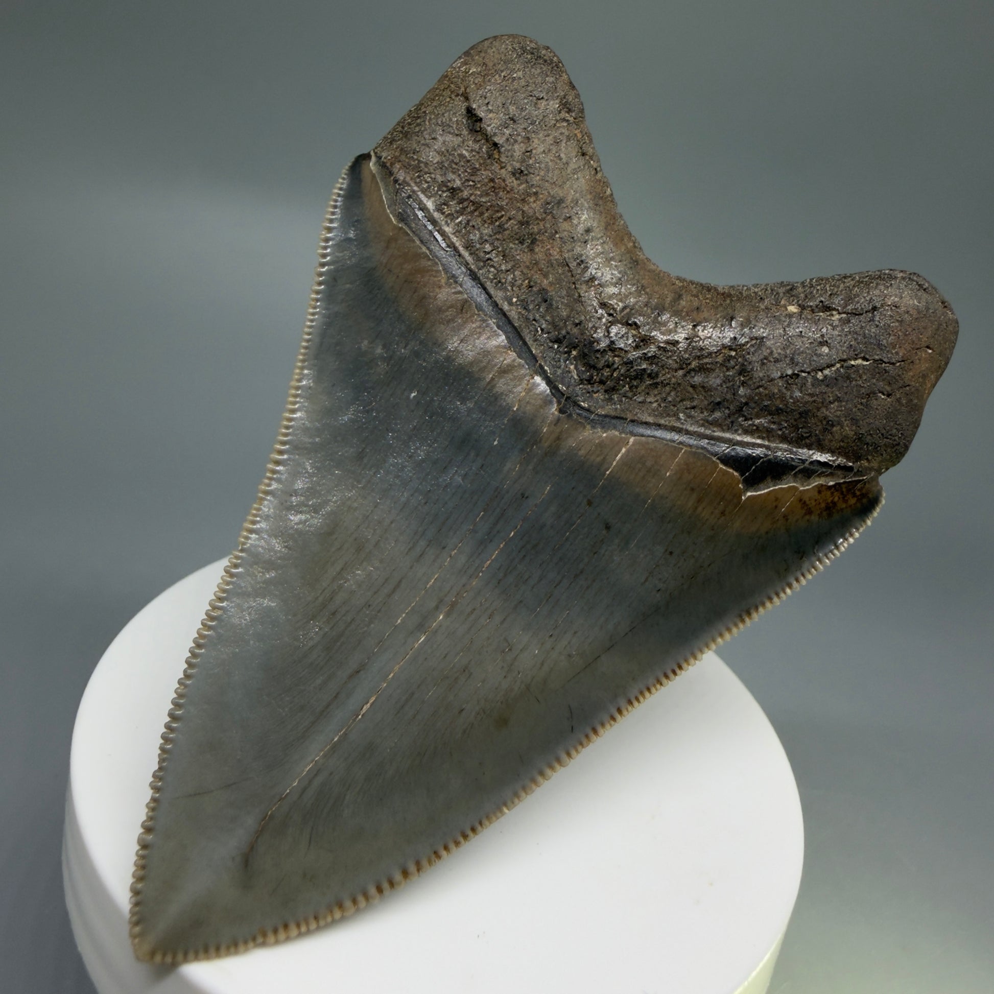 Back Right View 3.42" Fossil Megalodon Shark Tooth - Georgia - sharply serrated - Collector's Quality CM6266