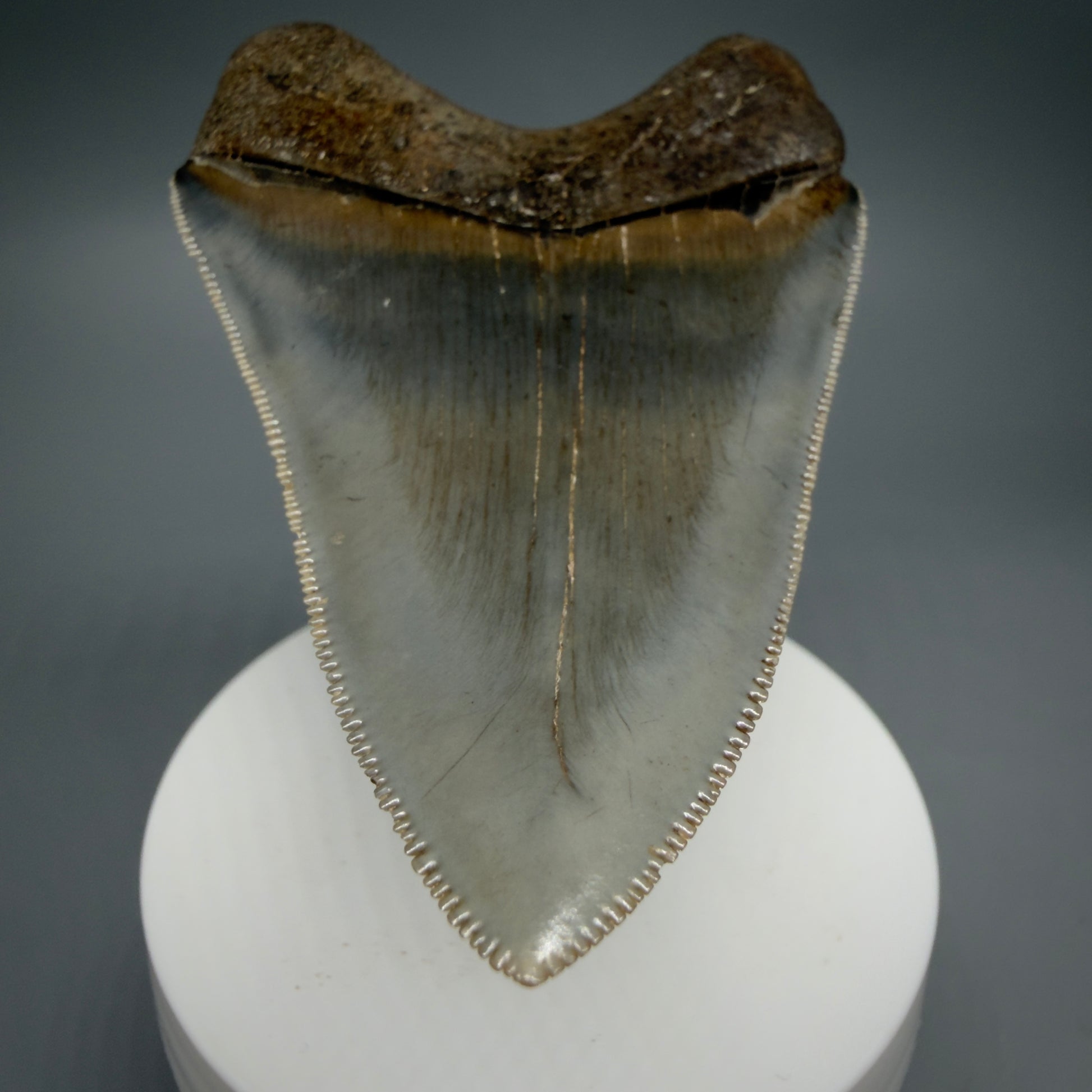 Tip detail 3.42" Fossil Megalodon Shark Tooth - Georgia - sharply serrated - Collector's Quality CM6266