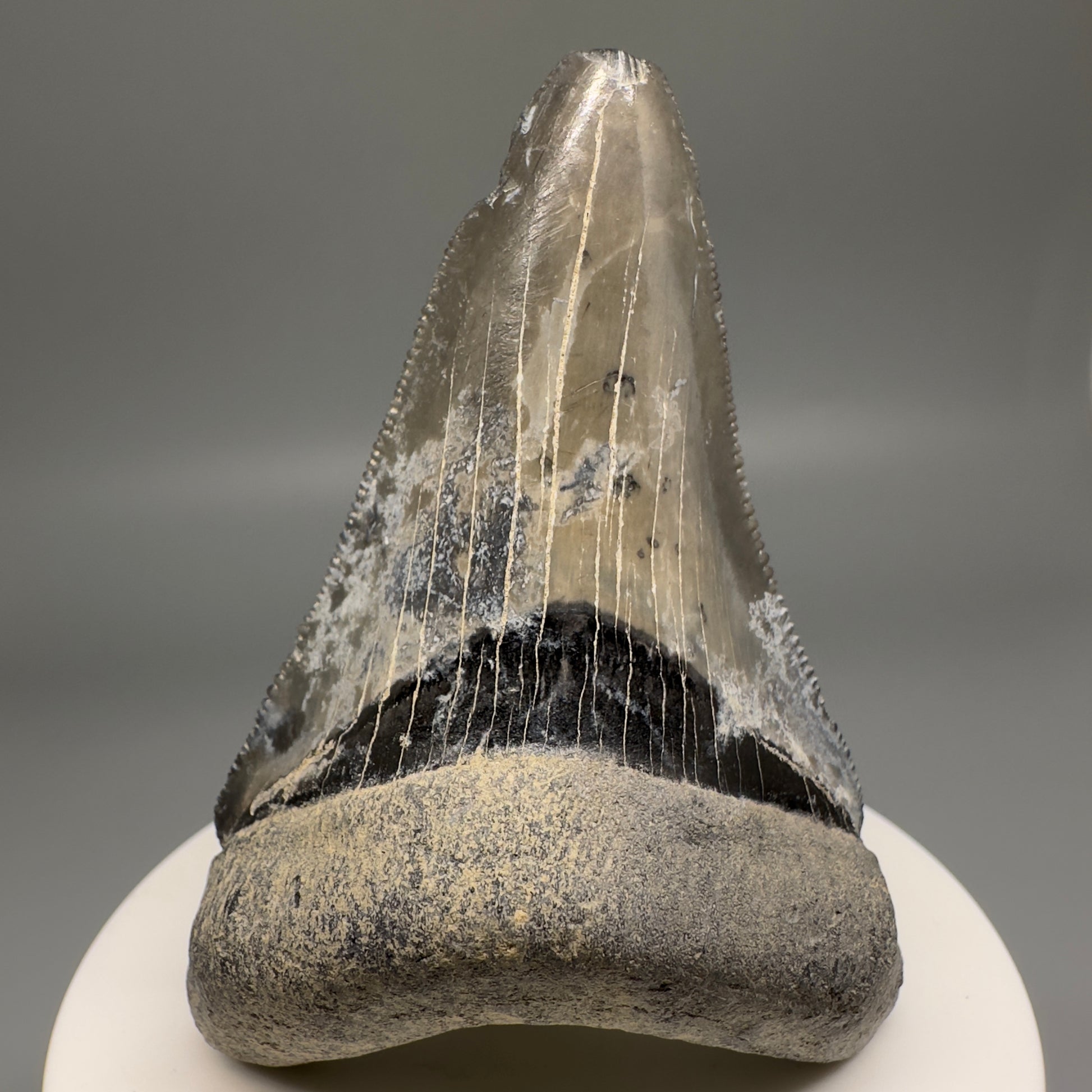 Colorful Serrated lower 2.79" Fossil Megalodon Shark Tooth - Sarasota, FL CM5127 - Front