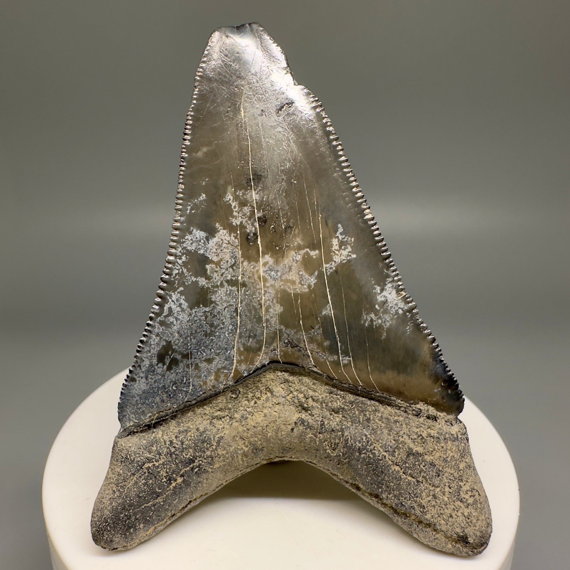Colorful Serrated lower 2.79" Fossil Megalodon Shark Tooth - Sarasota, FL CM5127 - Back1