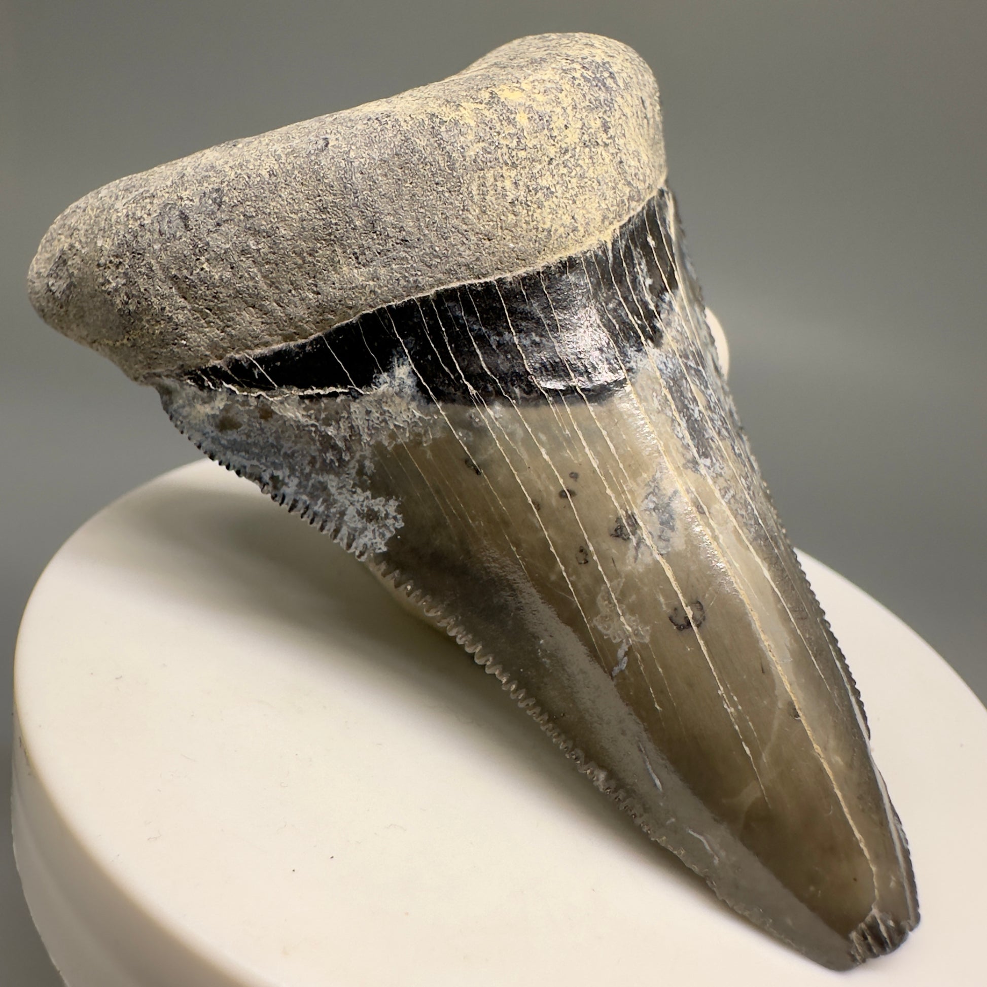 Colorful Serrated lower 2.79" Fossil Megalodon Shark Tooth - Sarasota, FL CM5127 - Front Left1