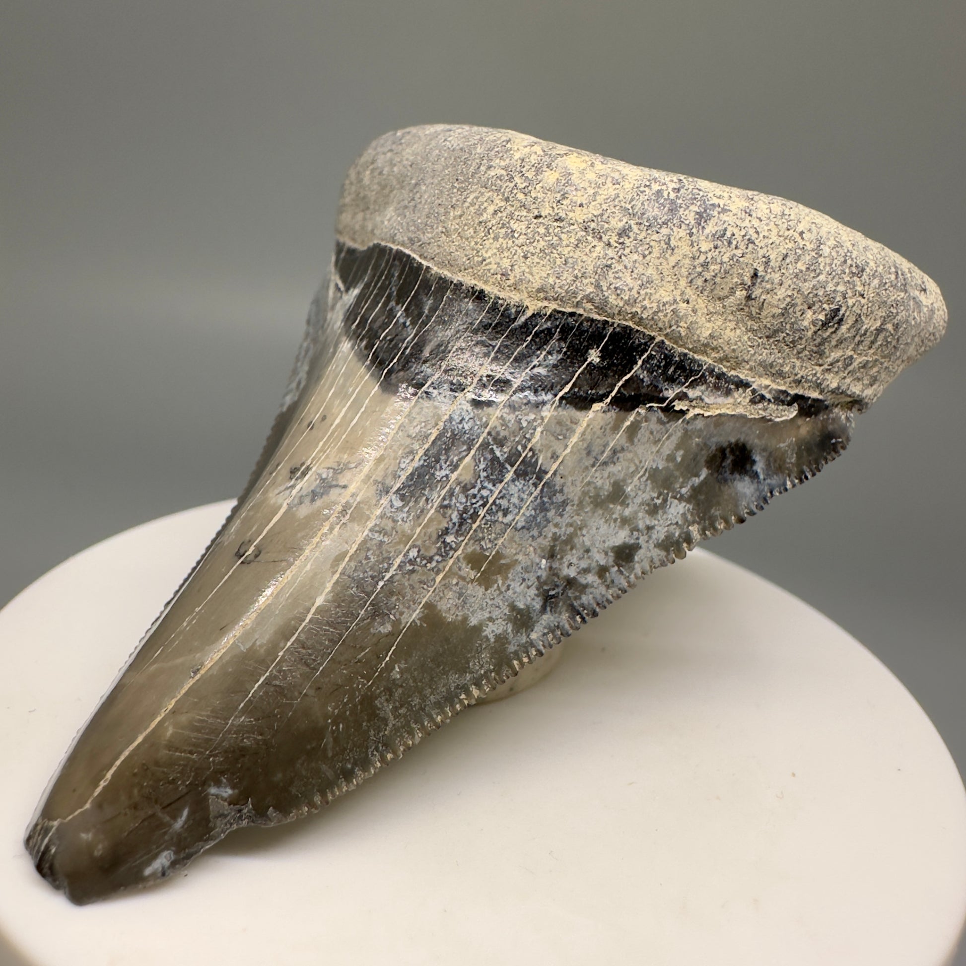 Colorful Serrated lower 2.79" Fossil Megalodon Shark Tooth - Sarasota, FL CM5127 - Front Right