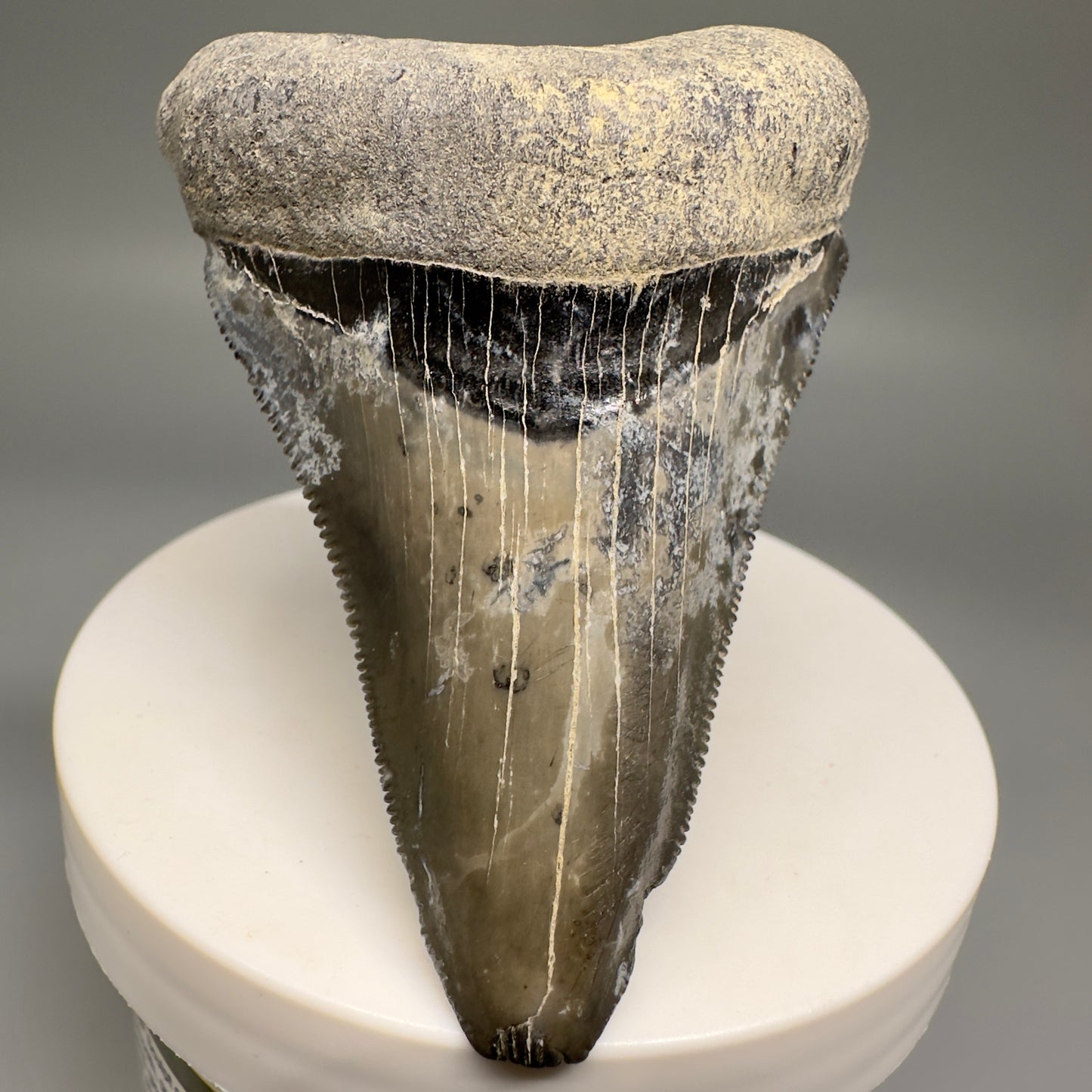 Colorful Serrated lower 2.79" Fossil Megalodon Shark Tooth - Sarasota, FL CM5127 - Front1