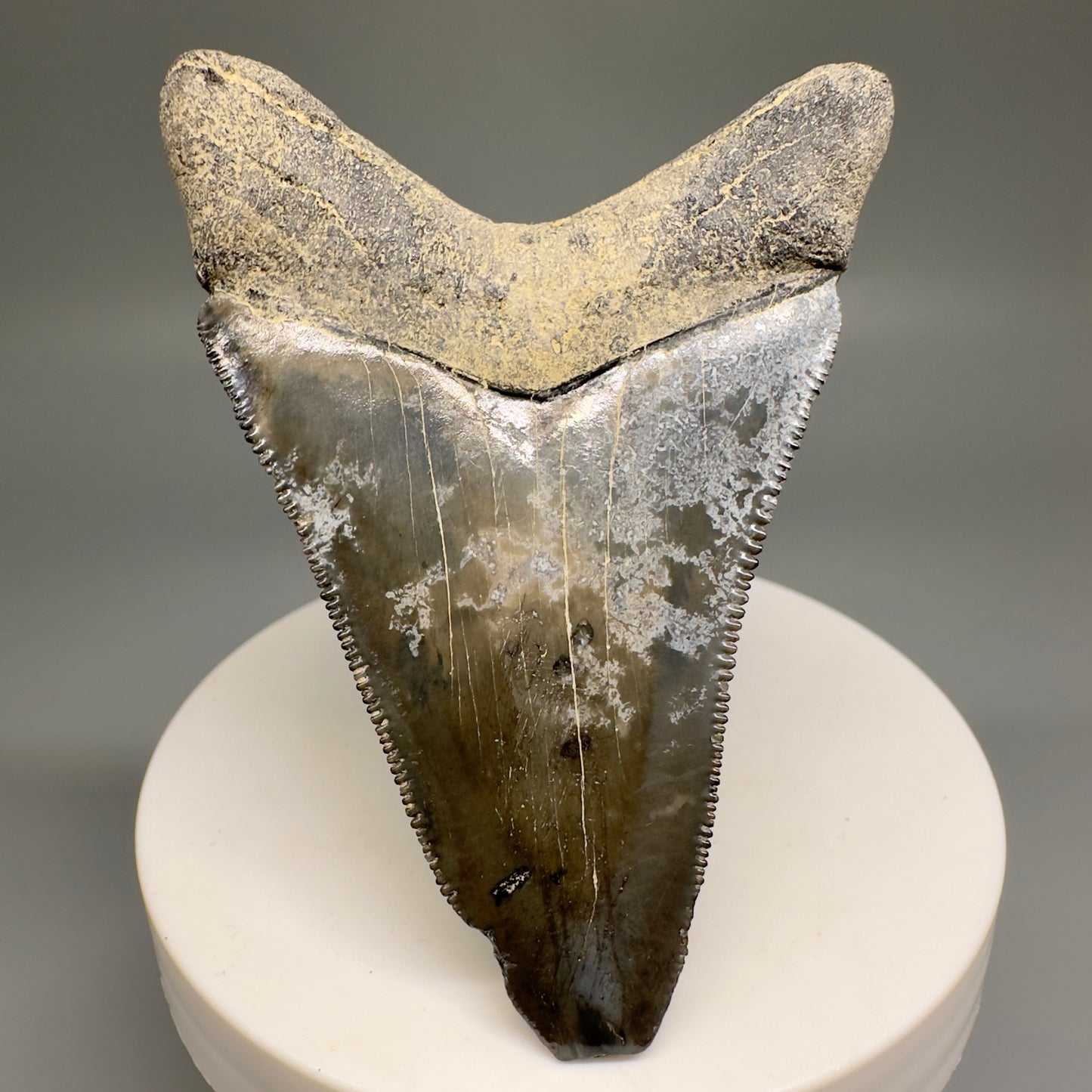 Colorful Serrated lower 2.79" Fossil Megalodon Shark Tooth - Sarasota, FL CM5127 - Back 