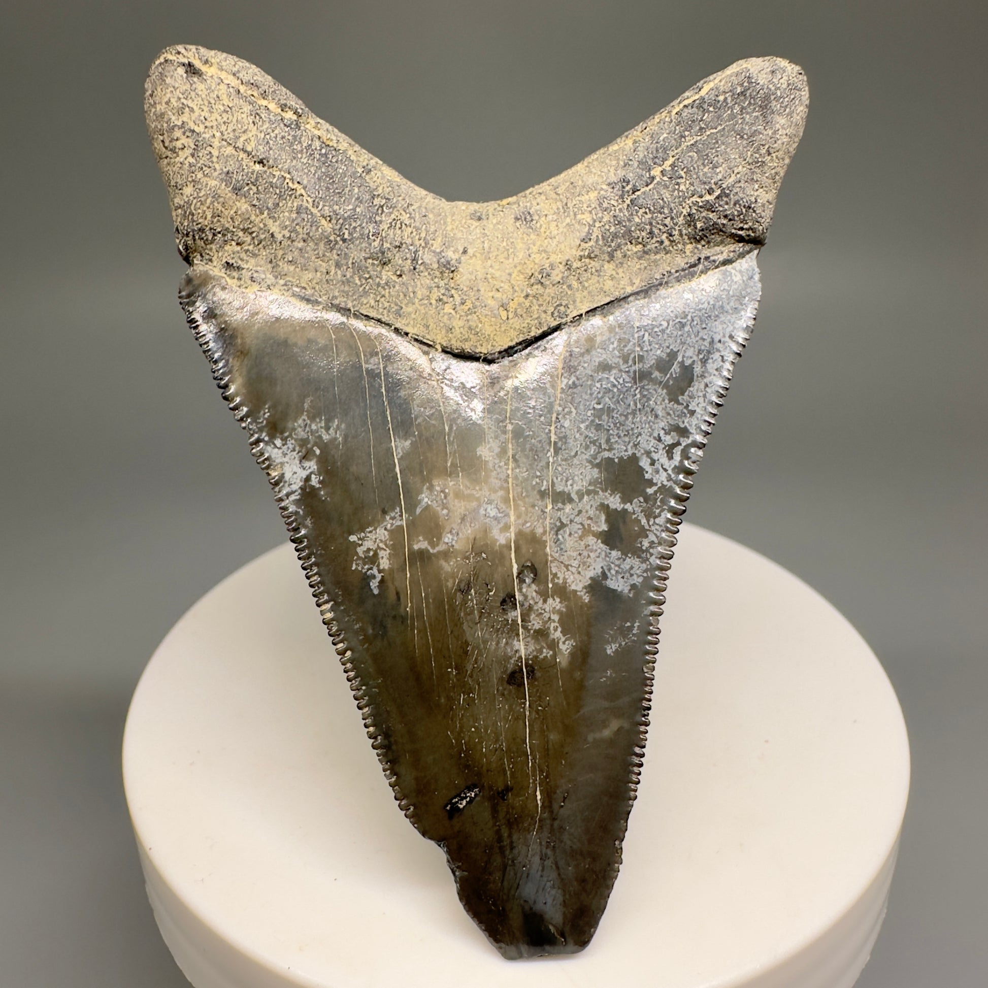 Colorful Serrated lower 2.79" Fossil Megalodon Shark Tooth - Sarasota, FL CM5127 - Back 