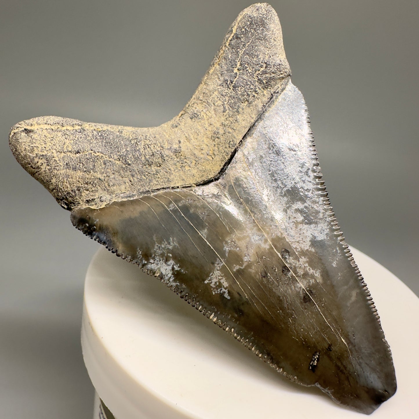 Colorful Serrated lower 2.79" Fossil Megalodon Shark Tooth - Sarasota, FL