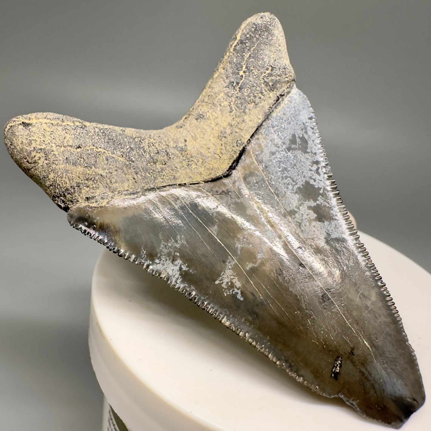 Colorful Serrated lower 2.79" Fossil Megalodon Shark Tooth - Sarasota, FL CM5127 - Back Left