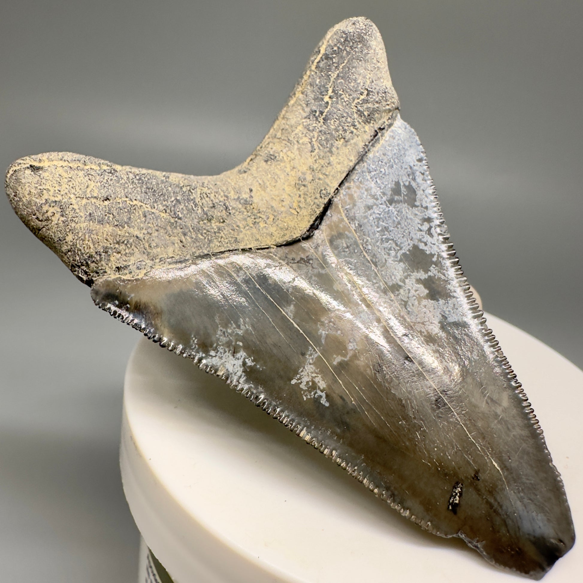 Colorful Serrated lower 2.79" Fossil Megalodon Shark Tooth - Sarasota, FL CM5127 - Back Left