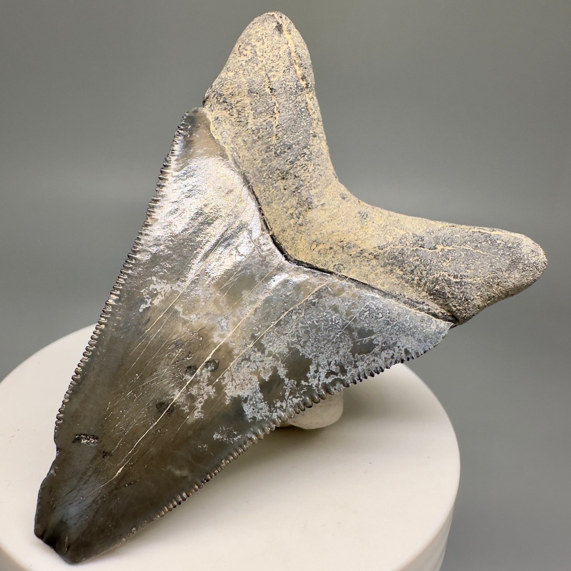 Colorful Serrated lower 2.79" Fossil Megalodon Shark Tooth - Sarasota, FL CM5127 - Back Right