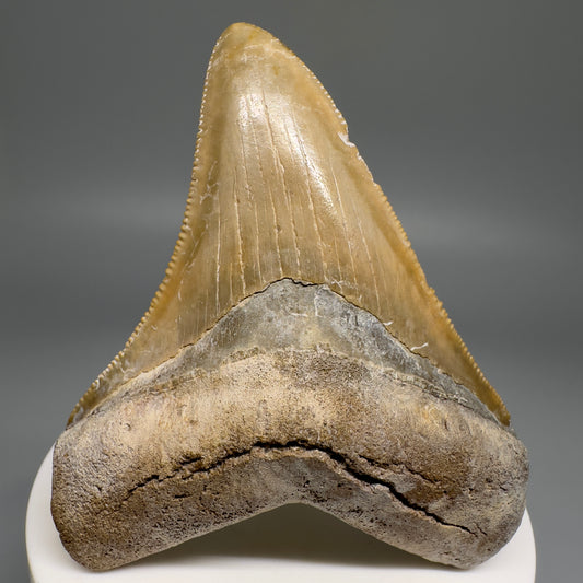 Colorful Serrated beauty 2.87" Fossil Megalodon Shark Tooth - Sarasota, FL CM5126 - Front