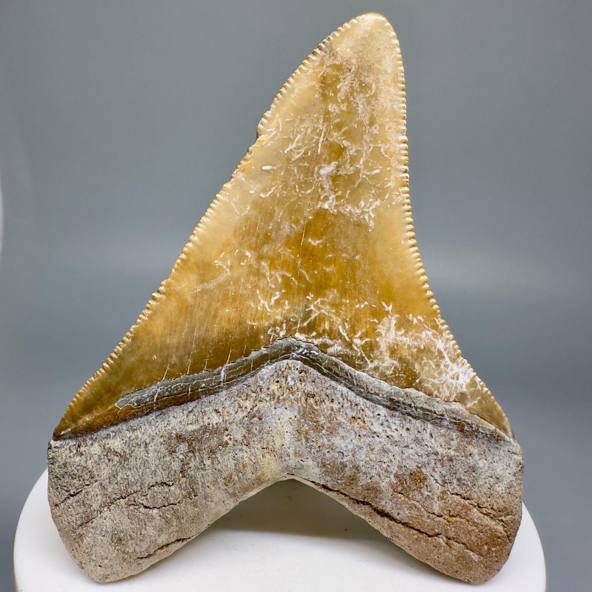 Colorful Serrated beauty 2.87" Fossil Megalodon Shark Tooth - Sarasota, FL CM5126 - Back 