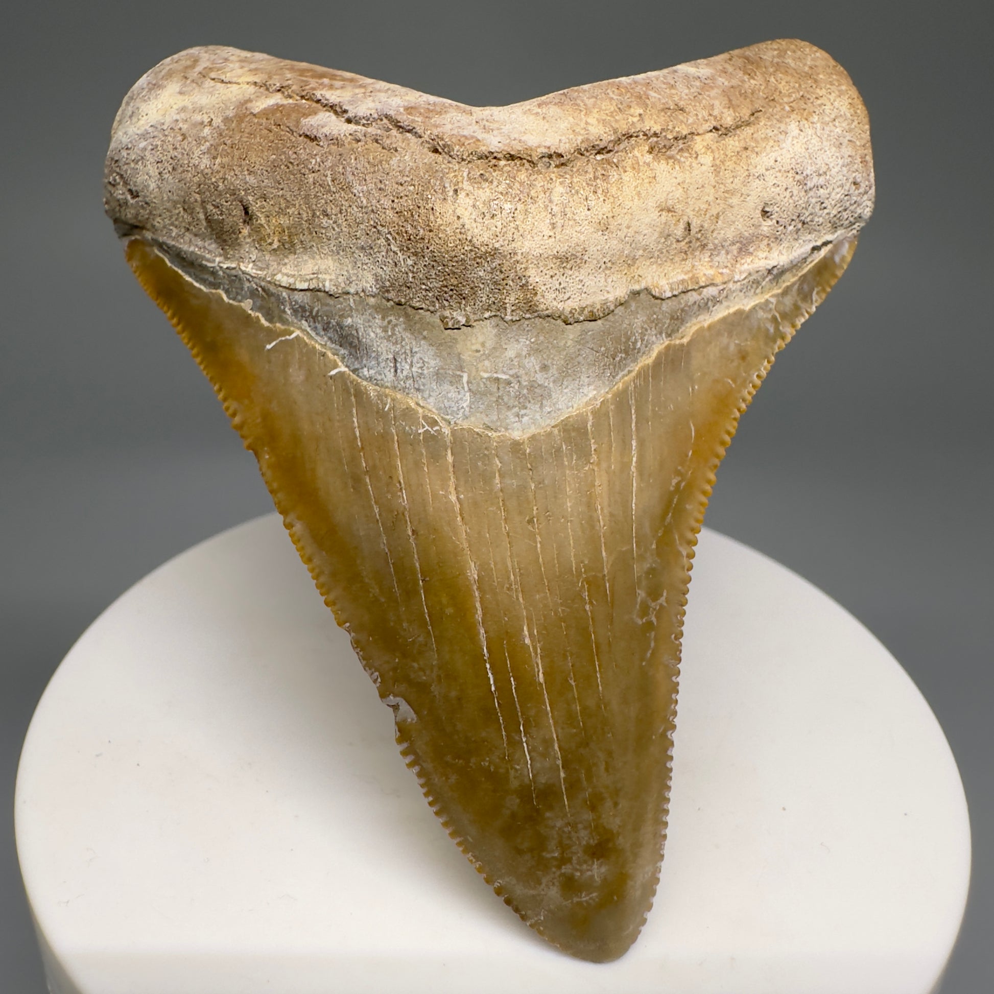 Colorful Serrated beauty 2.87" Fossil Megalodon Shark Tooth - Sarasota, FL CM5126 - Front1