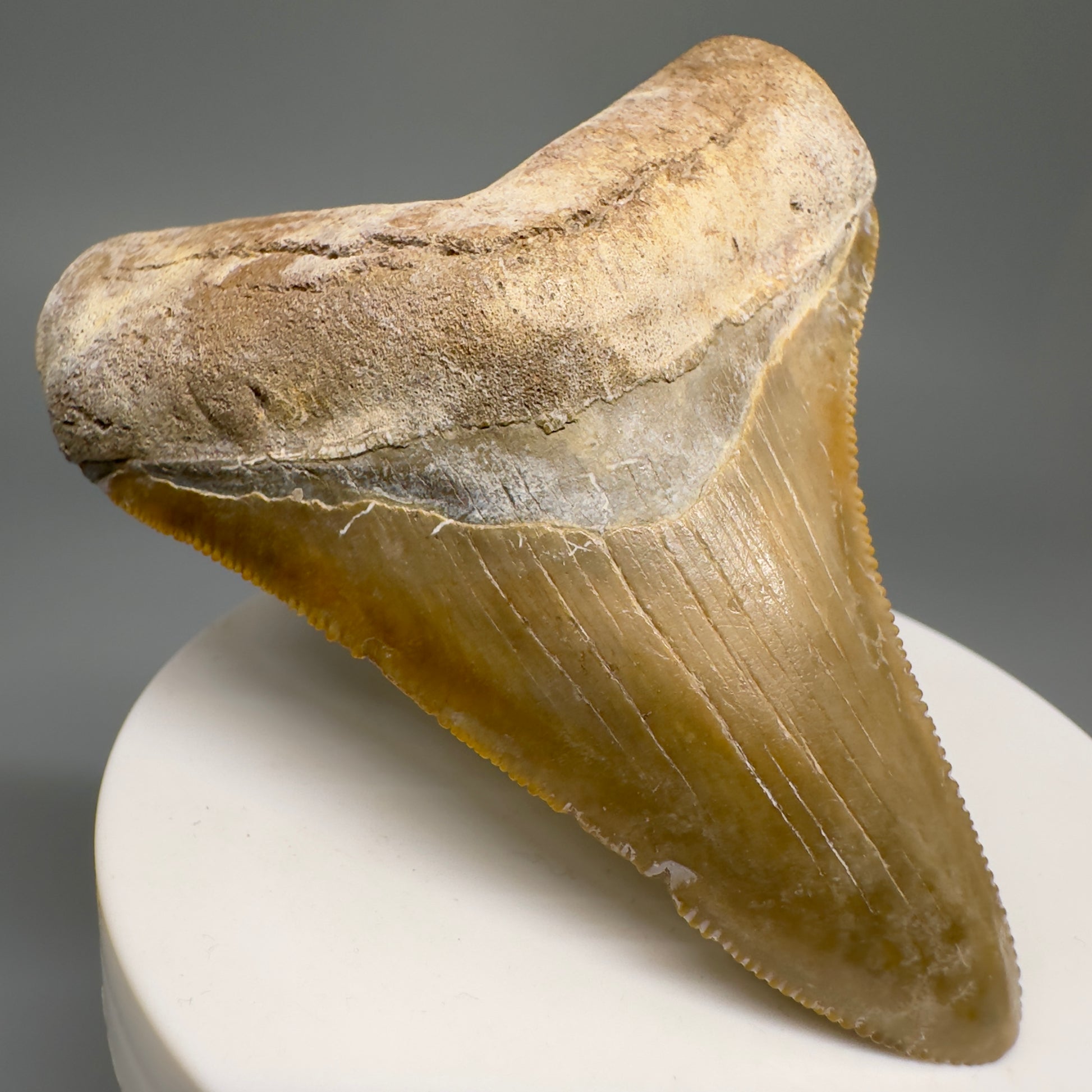 Colorful Serrated beauty 2.87" Fossil Megalodon Shark Tooth - Sarasota, FL CM5126 - Front Left
