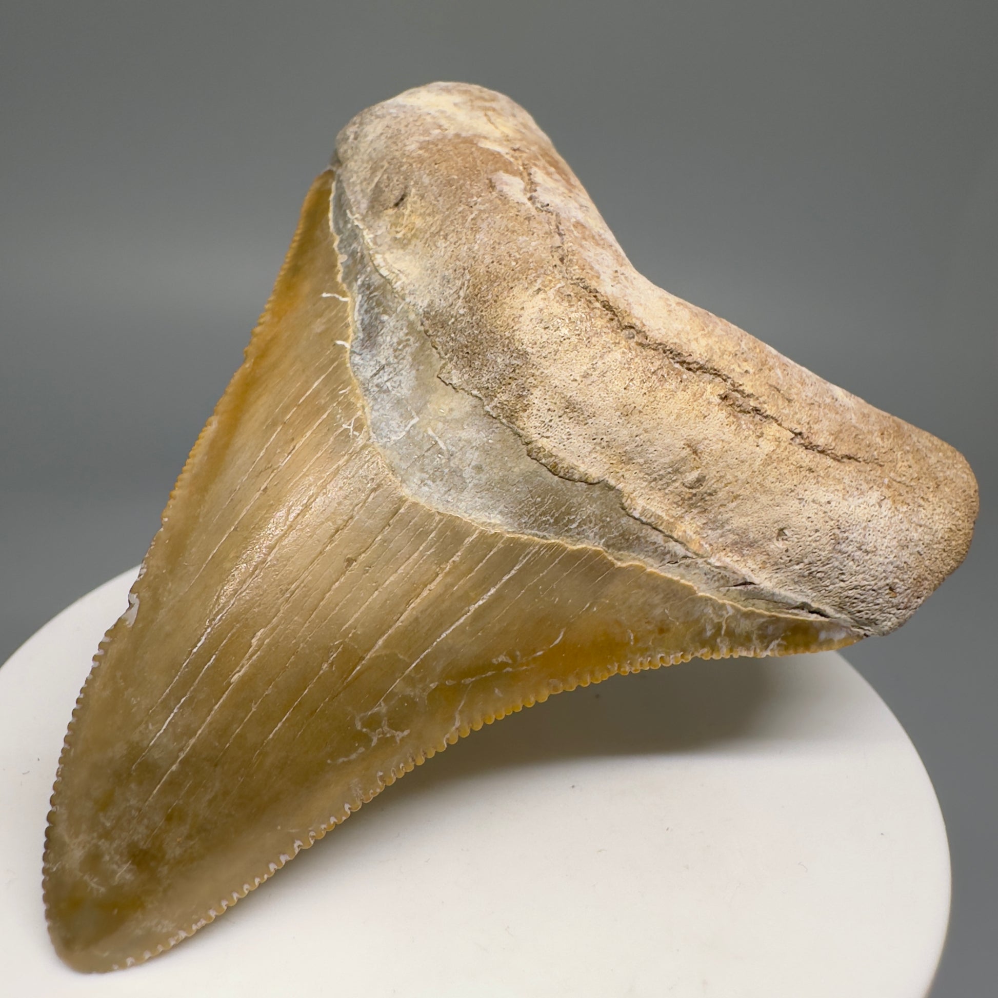 Colorful Serrated beauty 2.87" Fossil Megalodon Shark Tooth - Sarasota, FL CM5126 - Front Right
