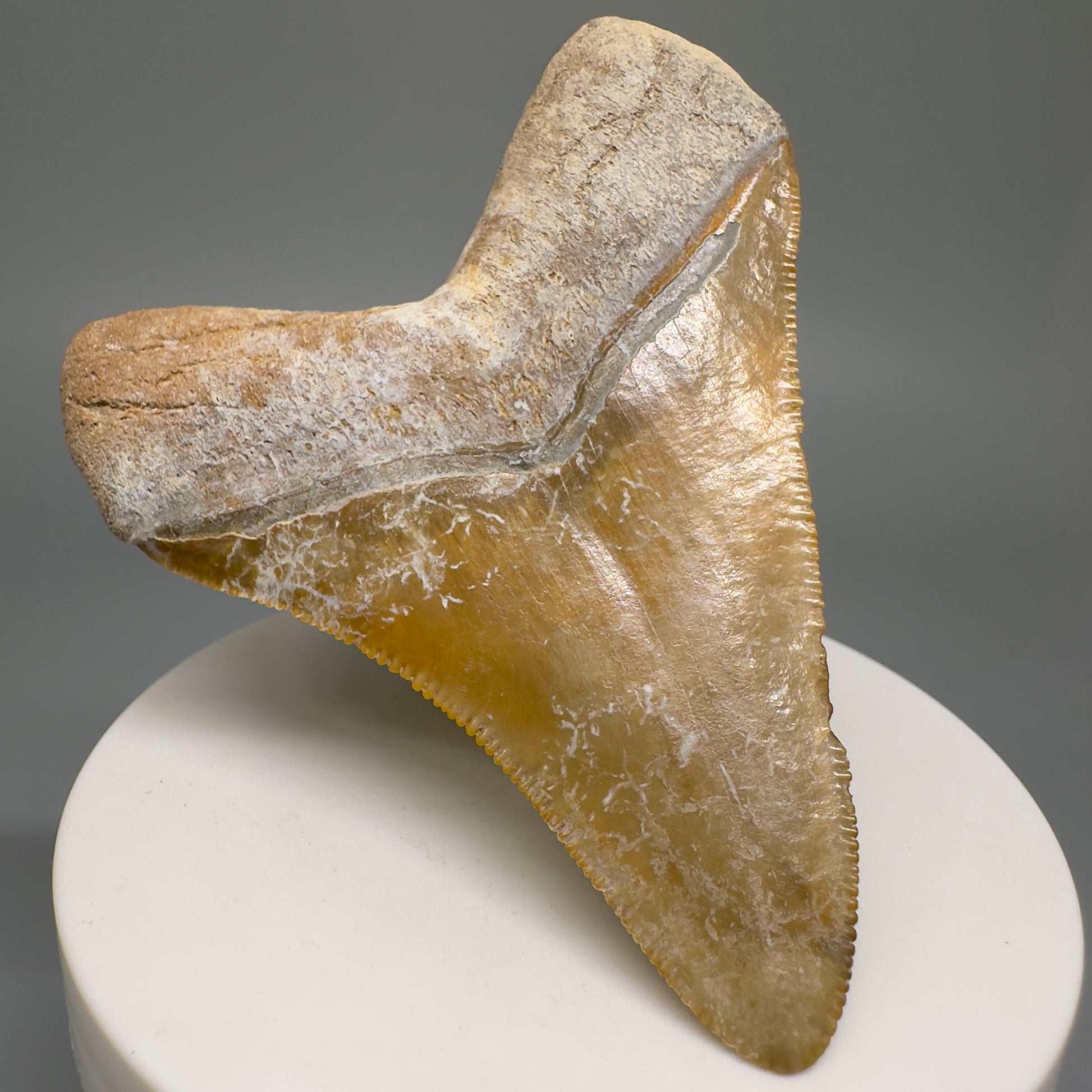 Colorful Serrated beauty 2.87" Fossil Megalodon Shark Tooth - Sarasota, FL CM5126 - Back Left