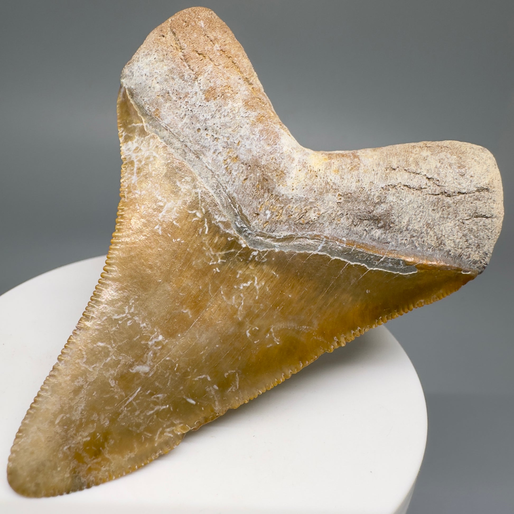 Colorful Serrated beauty 2.87" Fossil Megalodon Shark Tooth - Sarasota, FL CM5126 - Back Right