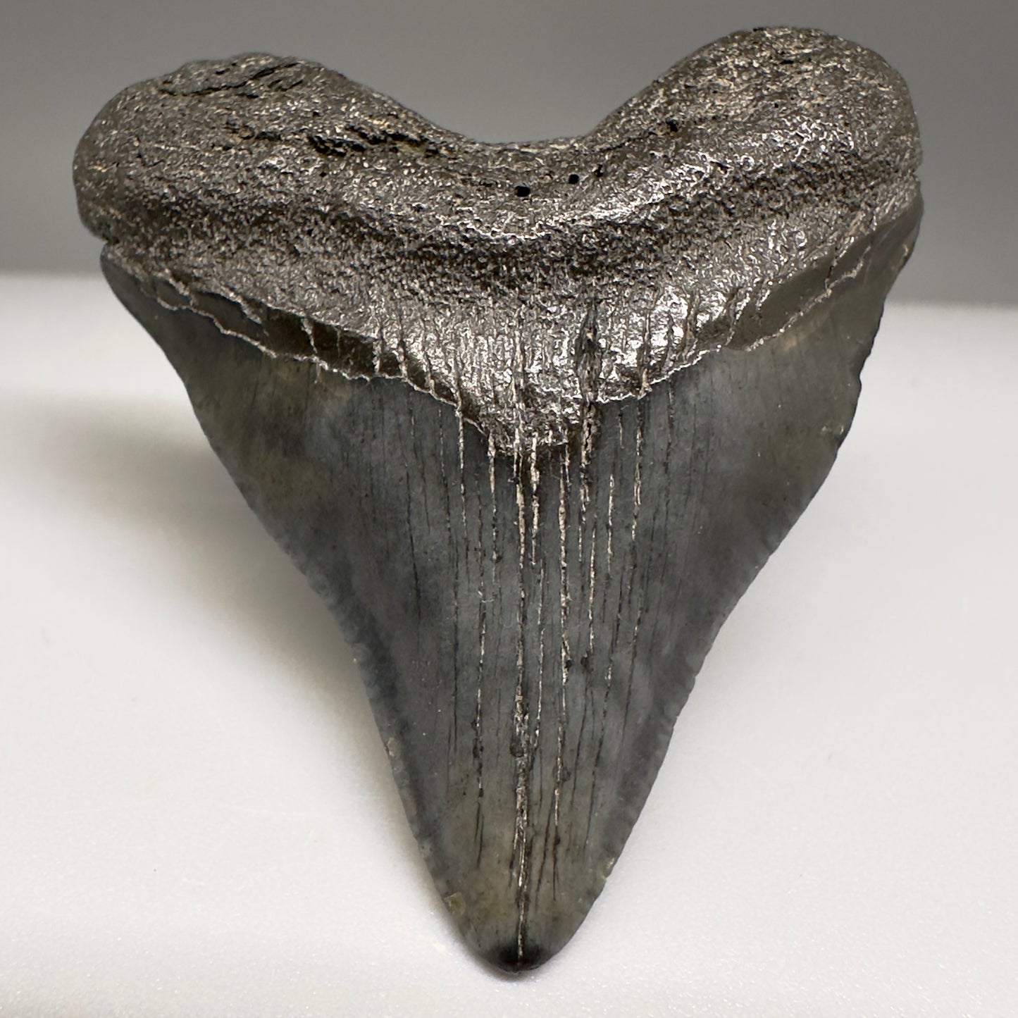 Baby anterior 1.83" Fossil Megalodon Shark Tooth from South Carolina CM5128 - Front