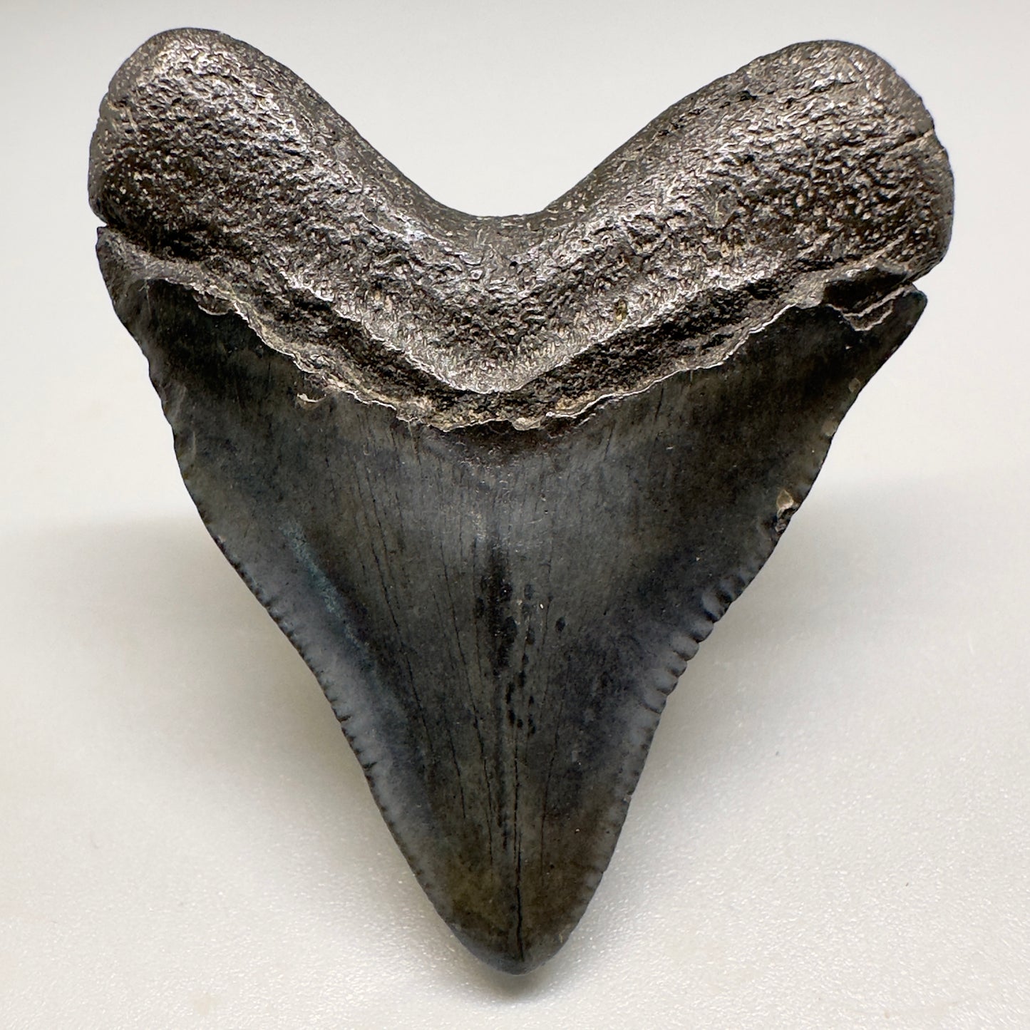 Baby anterior 1.83" Fossil Megalodon Shark Tooth from South Carolina CM5128 - Back