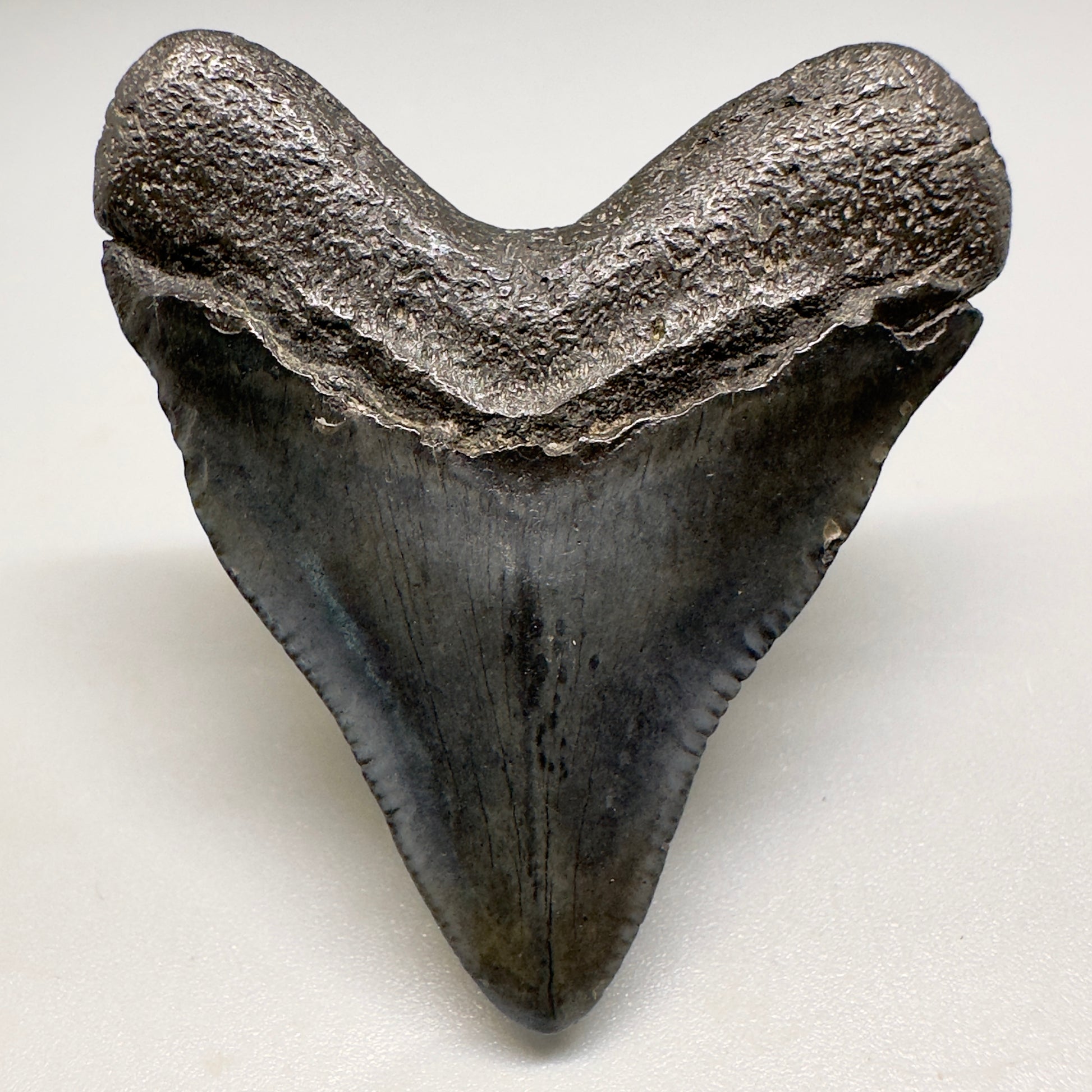 Baby anterior 1.83" Fossil Megalodon Shark Tooth from South Carolina CM5128 - Back