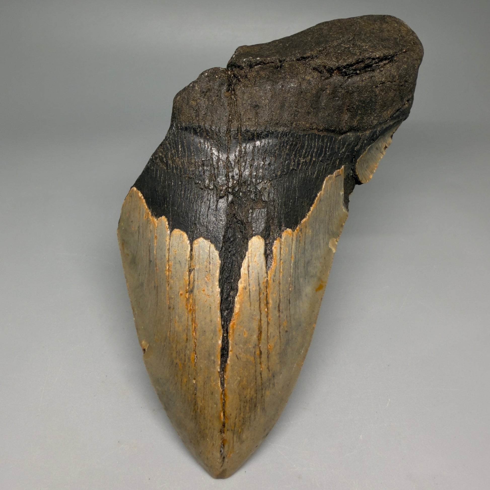 Front View Huge, affordable 6.14" Fossil Megalodon Tooth - Wilmington North Carolina CM6276 - 1